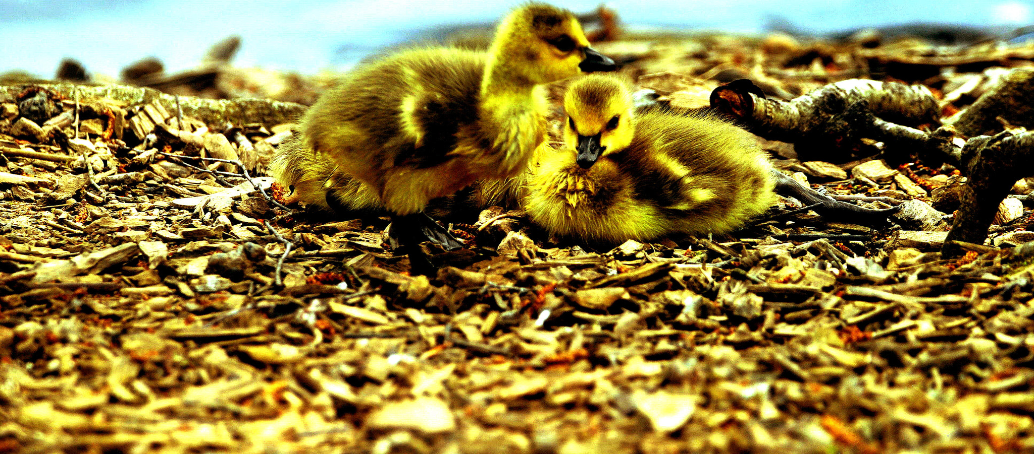 Sigma 150-600mm F5-6.3 DG OS HSM | C sample photo. Sibling  love photography