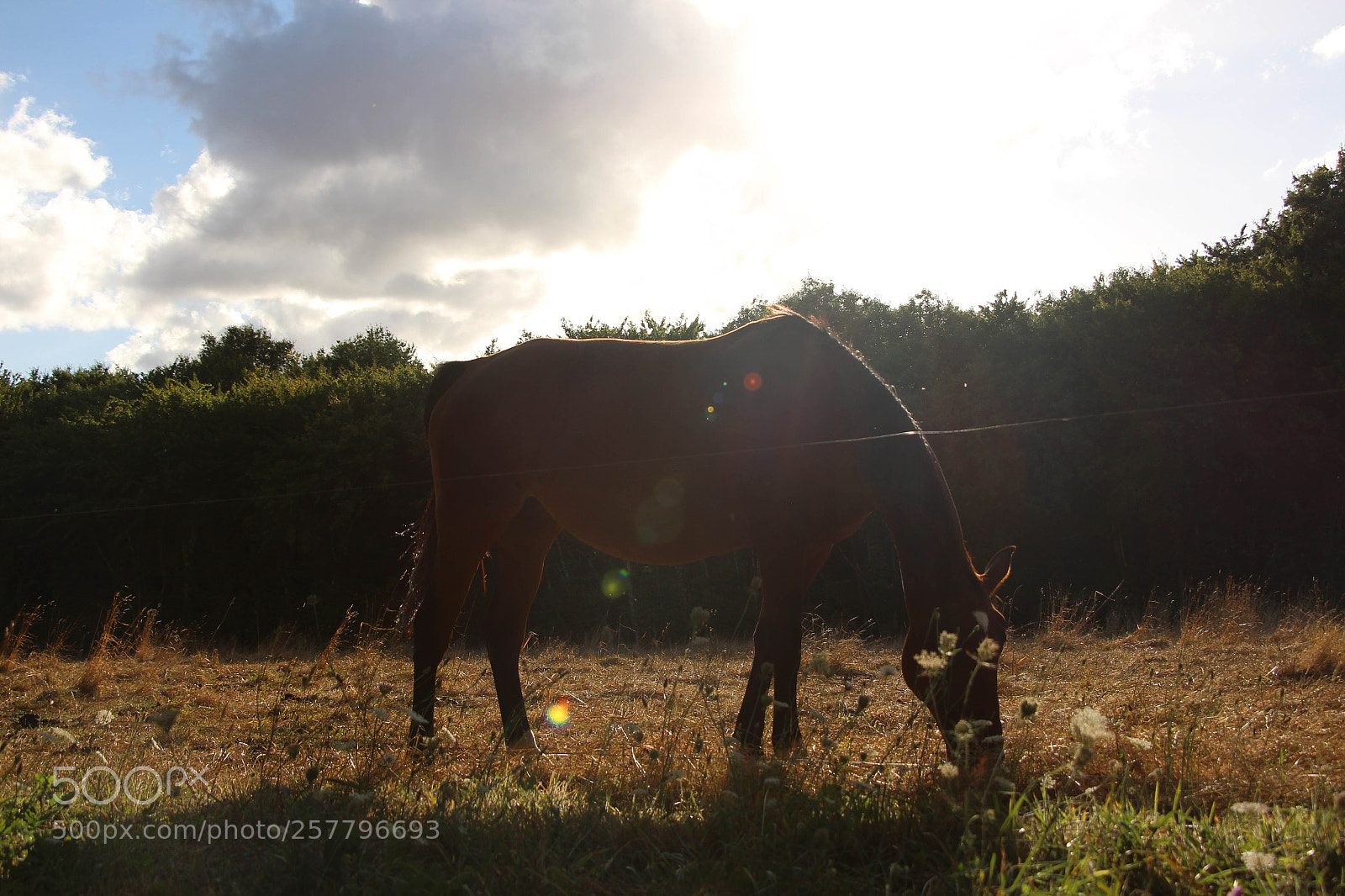 Canon EOS 700D (EOS Rebel T5i / EOS Kiss X7i) sample photo. End of the day photography