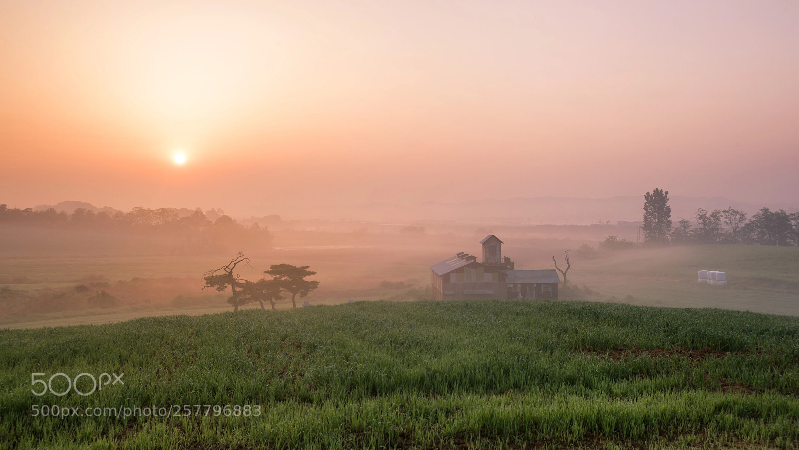 Canon EOS 5D Mark II sample photo. A meadow sunrise photography