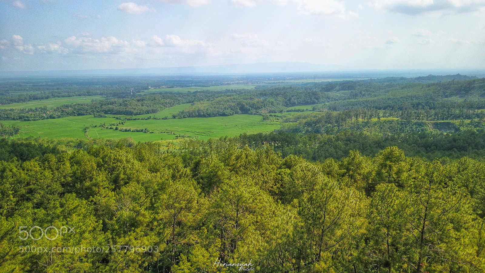 DJI FC220 sample photo. Forest photography