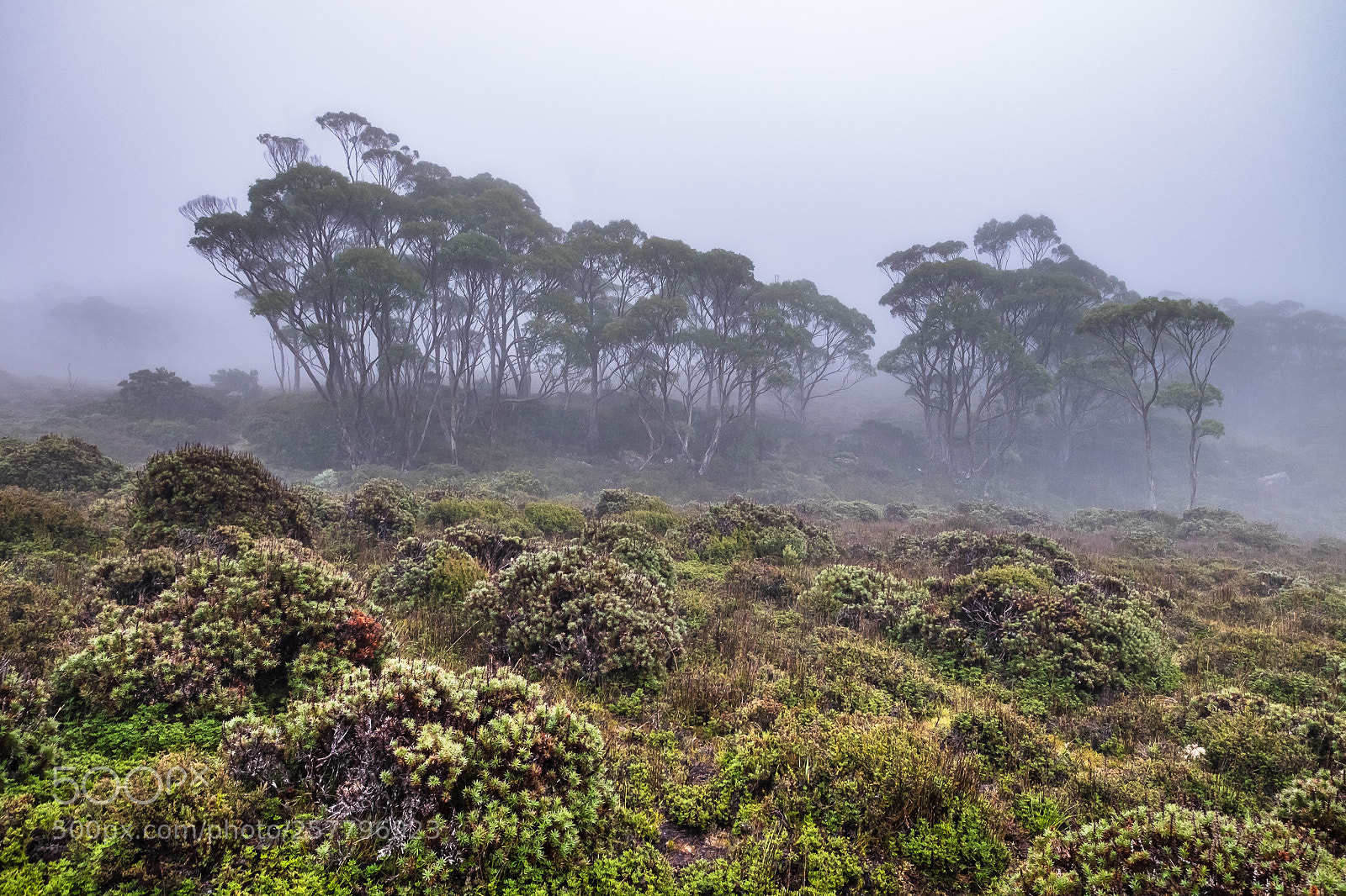 Fujifilm X-T1 sample photo. Trees in the mist photography