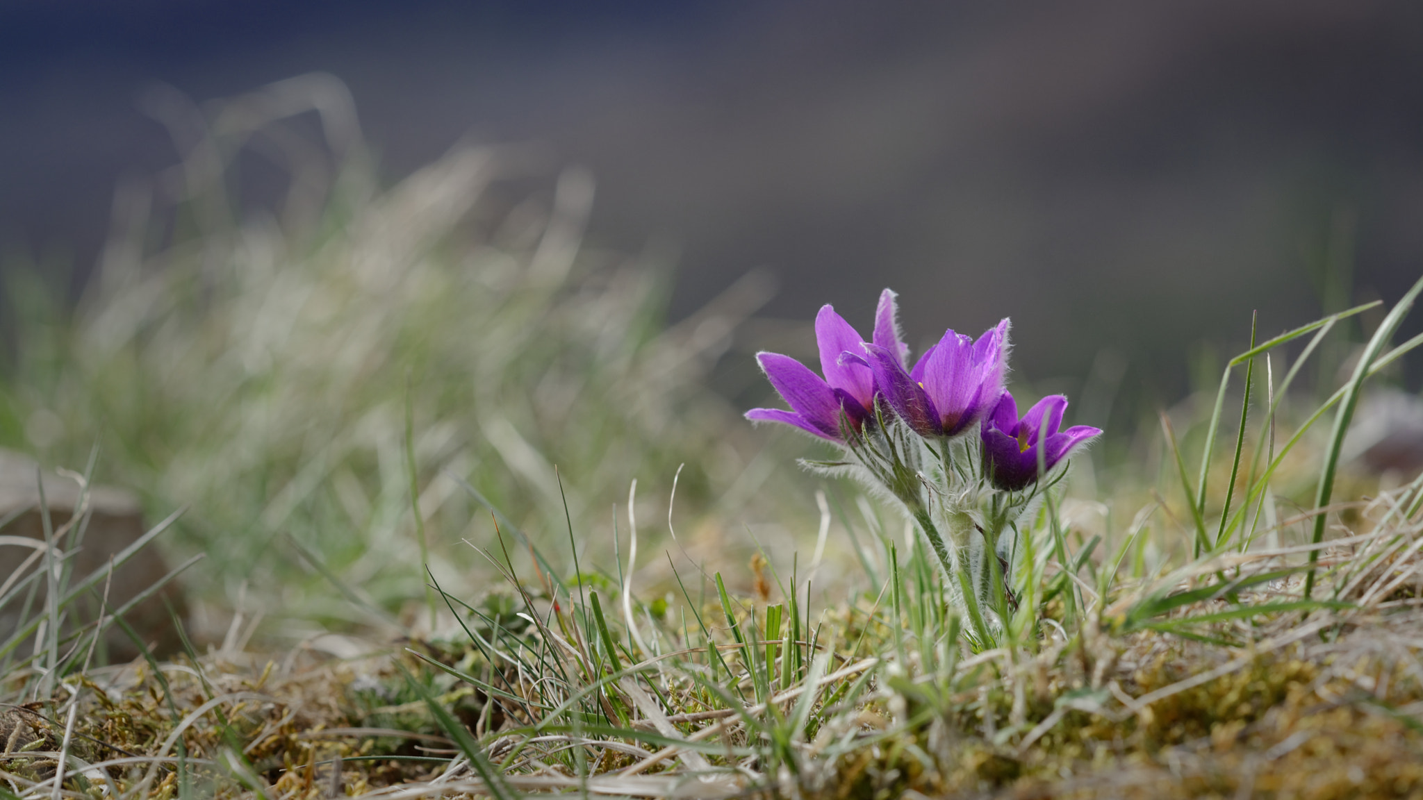 Sigma 150mm F2.8 EX DG Macro HSM sample photo. Les trois soeurs poilues photography