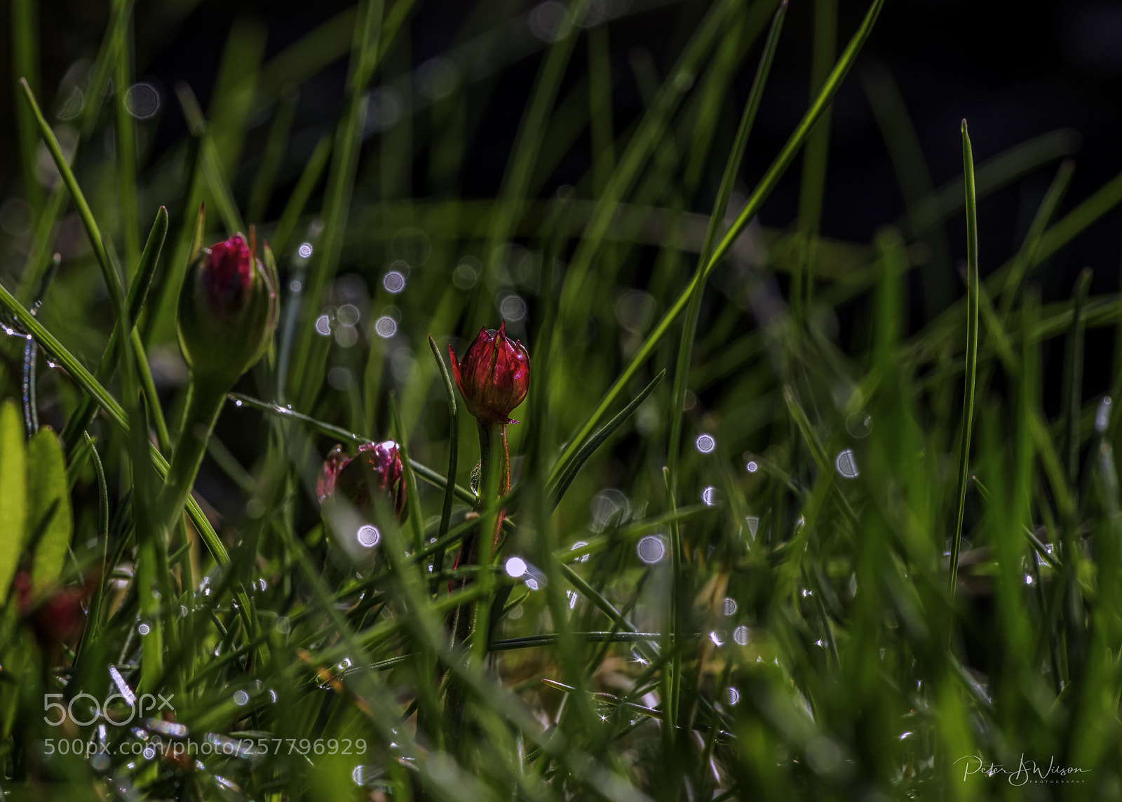 Nikon D810 sample photo. Colour splash photography