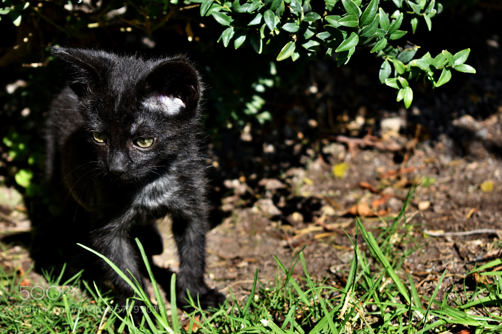 Nikon D3400 sample photo. Neko photography