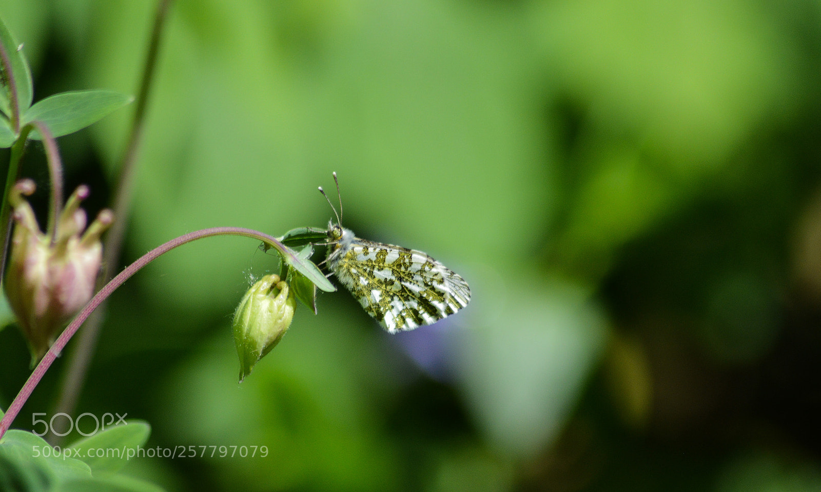 Nikon D3200 sample photo. Female orange tip butterfly photography