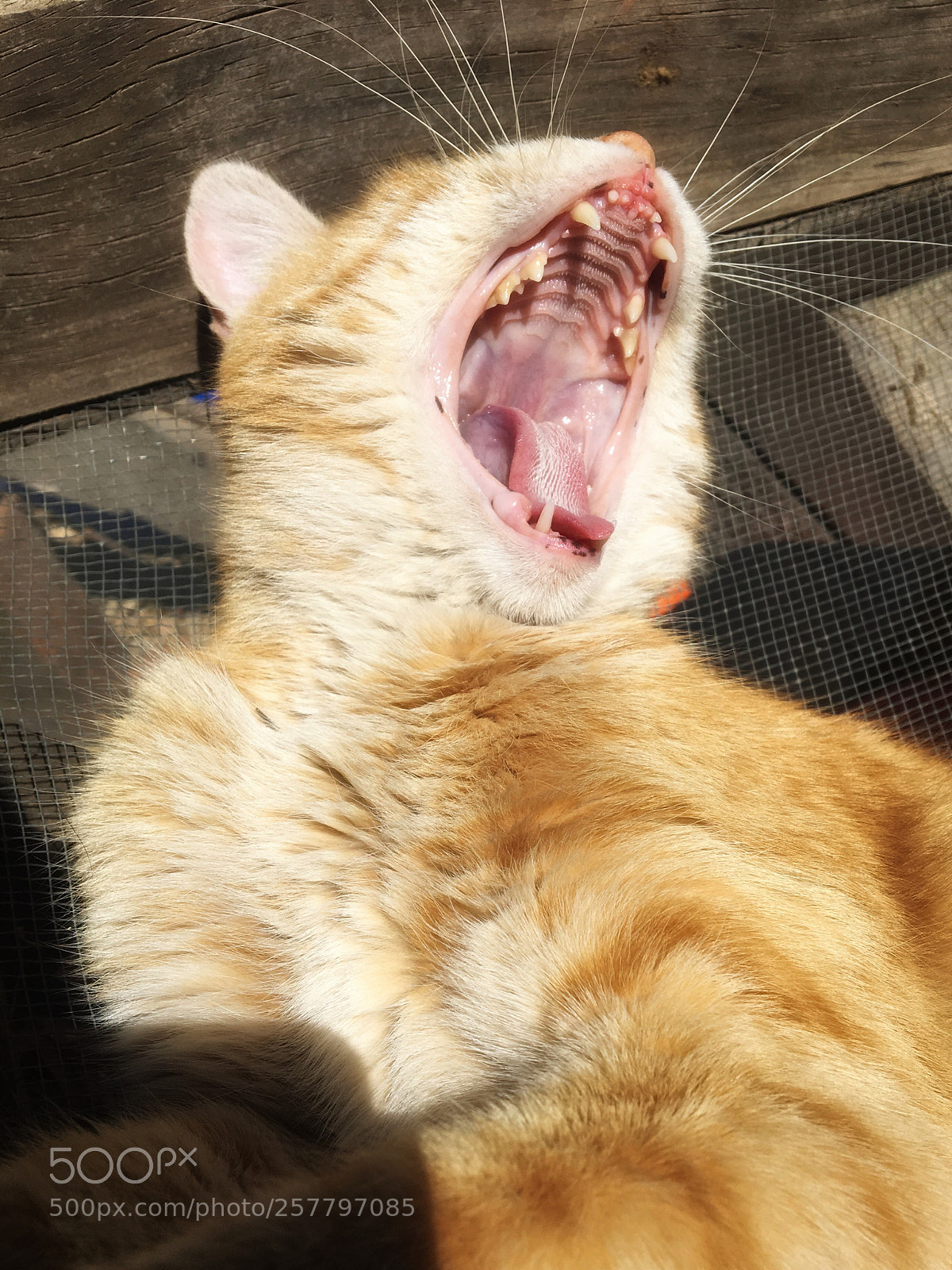 Apple iPhone 6s sample photo. Lazy cat photography