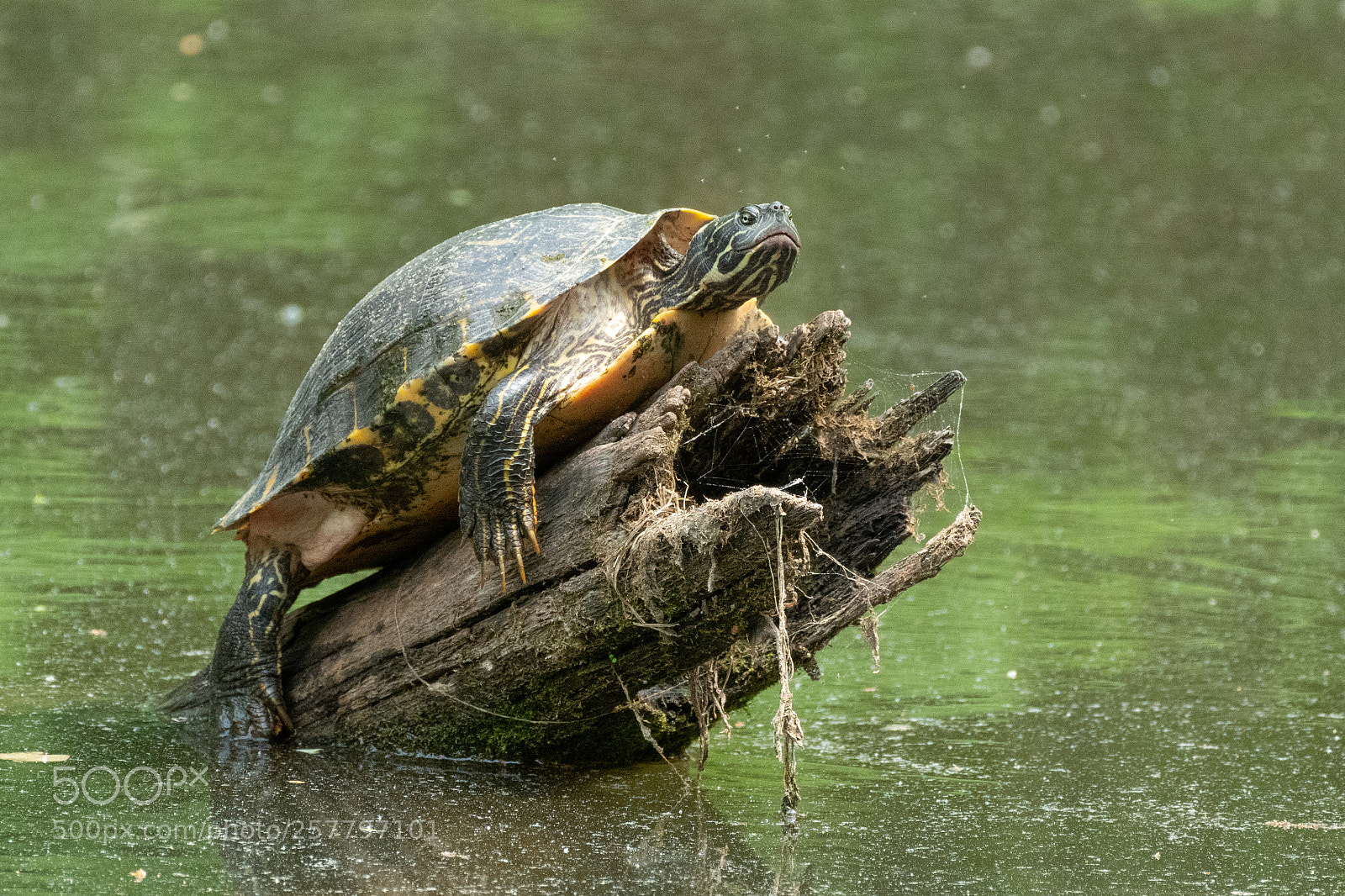 Nikon D850 sample photo. Turtle..on a log photography