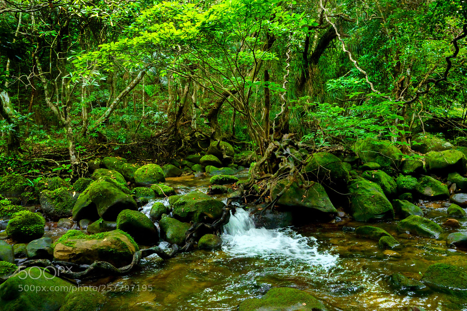 Sony a7R III sample photo. Rainforest in iriomte island. photography