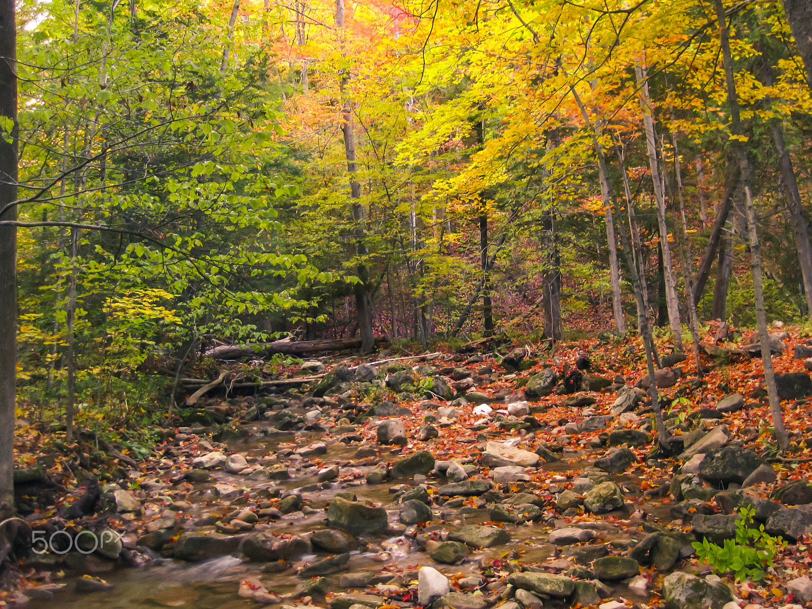 Canon PowerShot SD770 IS (Digital IXUS 85 IS / IXY Digital 25 IS) sample photo. Fall colours in forest city 2 photography