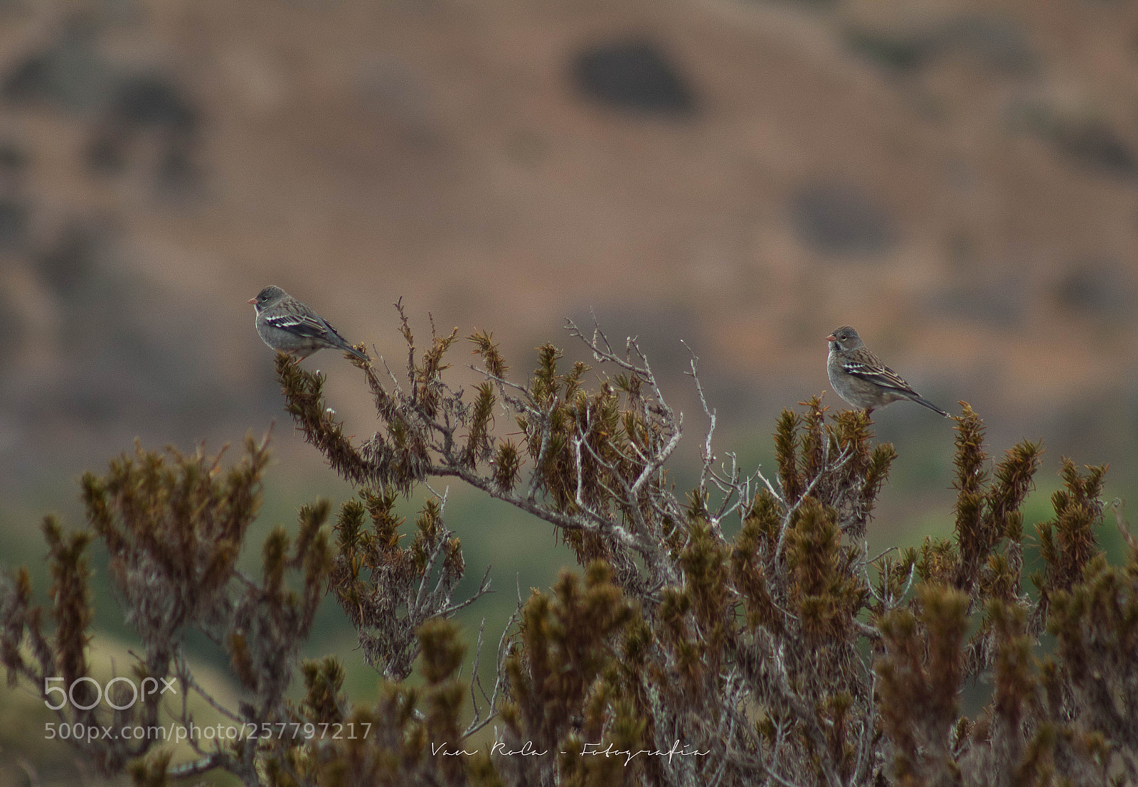 Canon EOS 1300D (EOS Rebel T6 / EOS Kiss X80) sample photo. Plateros photography