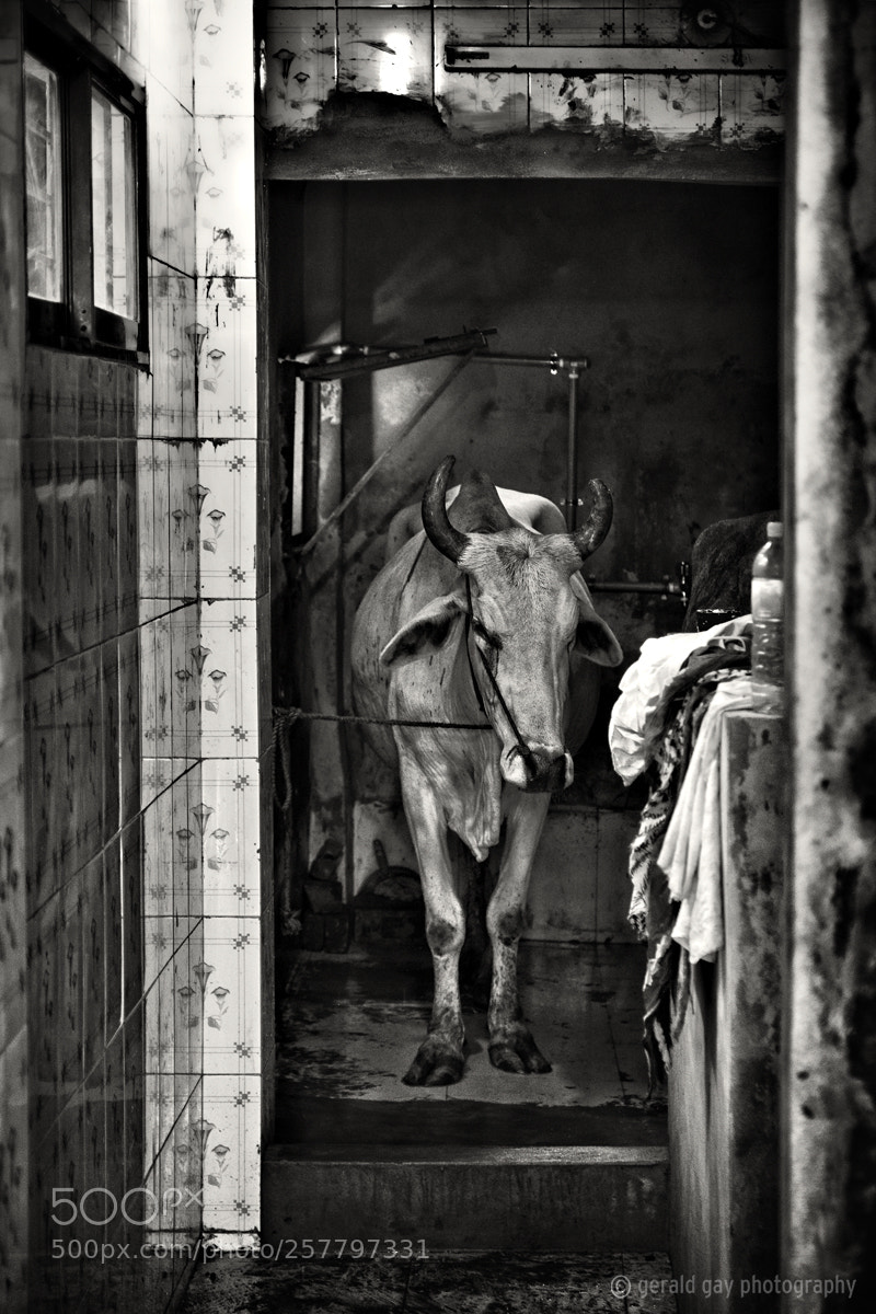 Fujifilm X-T2 sample photo. Cow in the closet photography