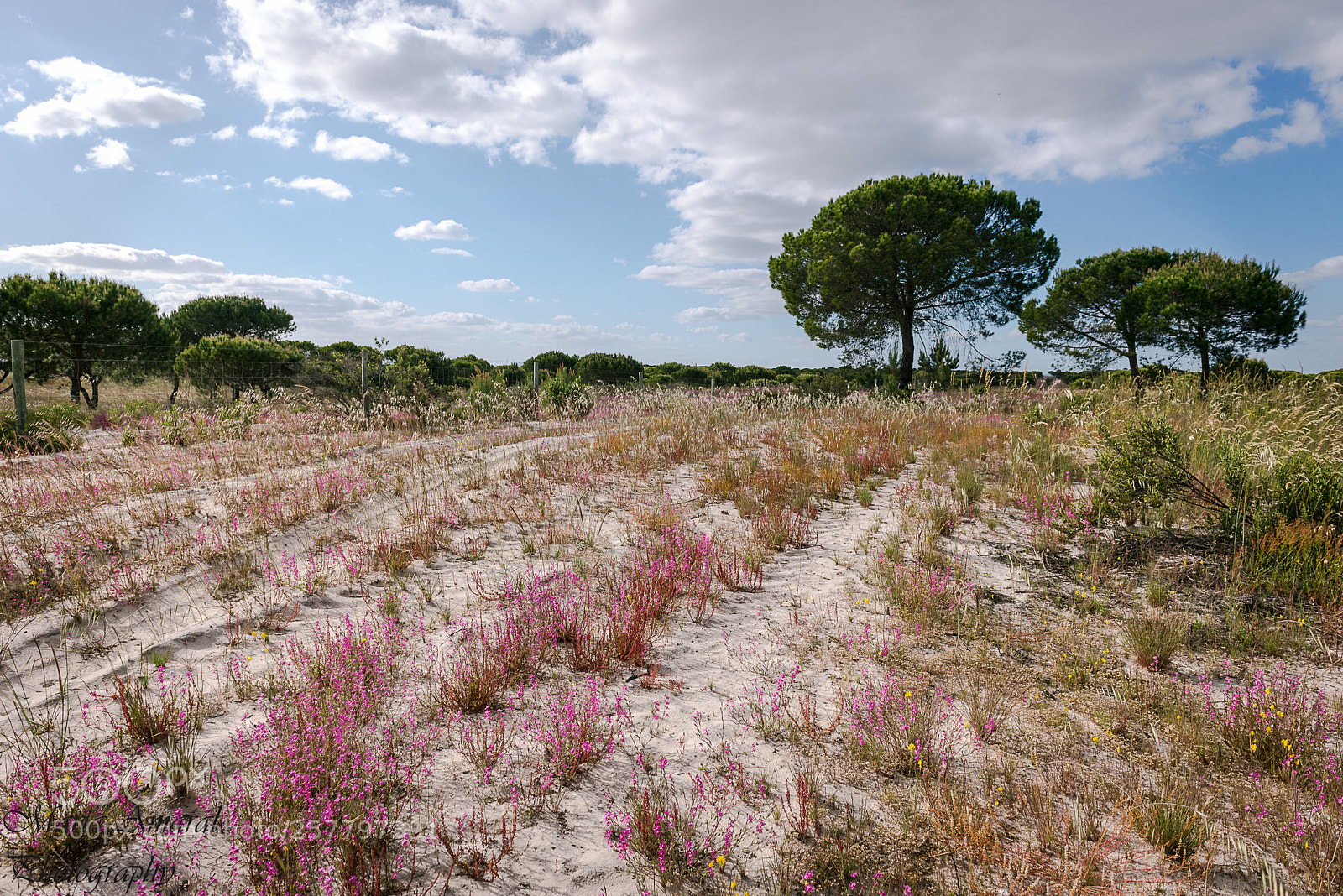 Nikon D610 sample photo. Flores do campo... photography