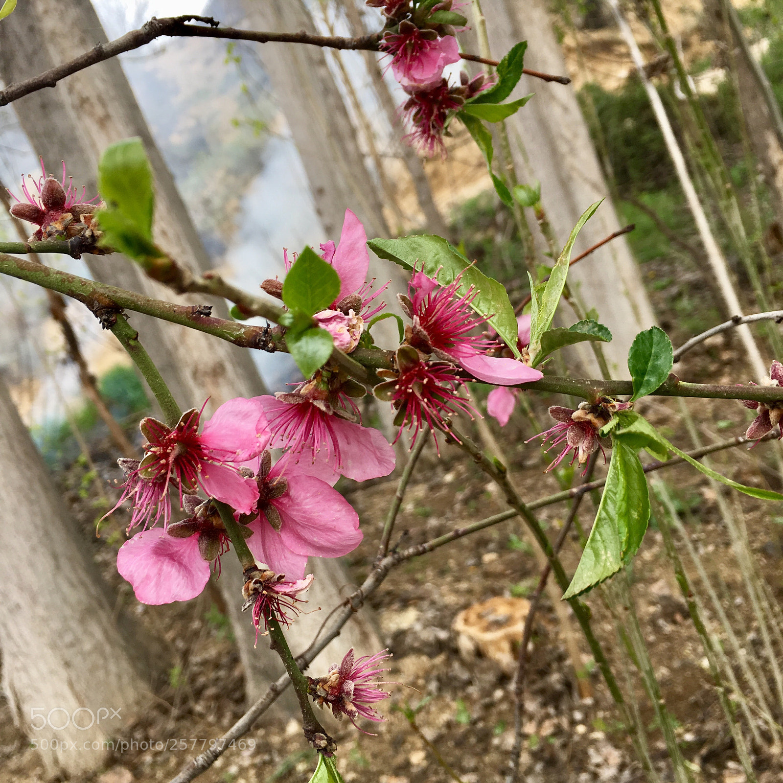 Apple iPhone 6s Plus sample photo. Untitled photography