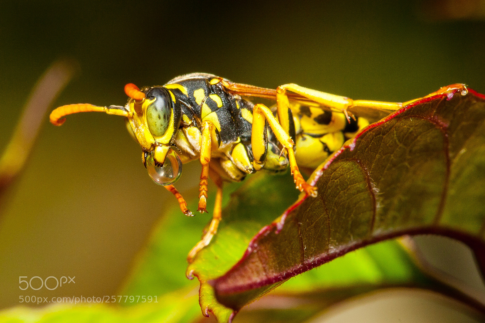 Canon EOS 30D sample photo. Yet another wasp photography