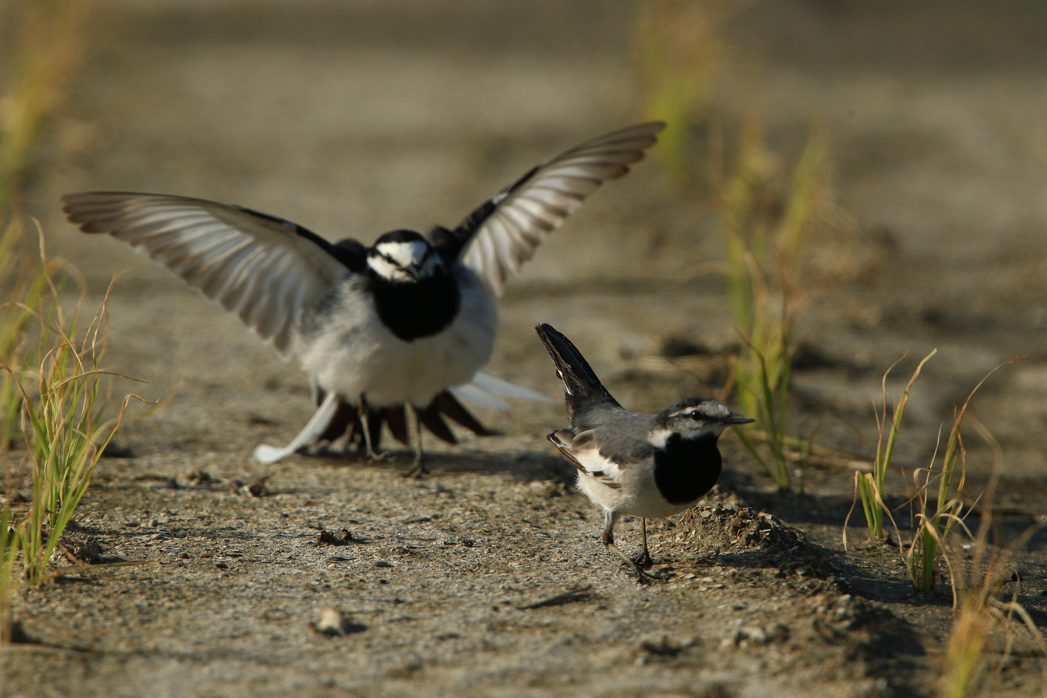 Canon EF 400mm F2.8L IS USM sample photo. I love you ～♪  ハクセキレイ求愛 photography