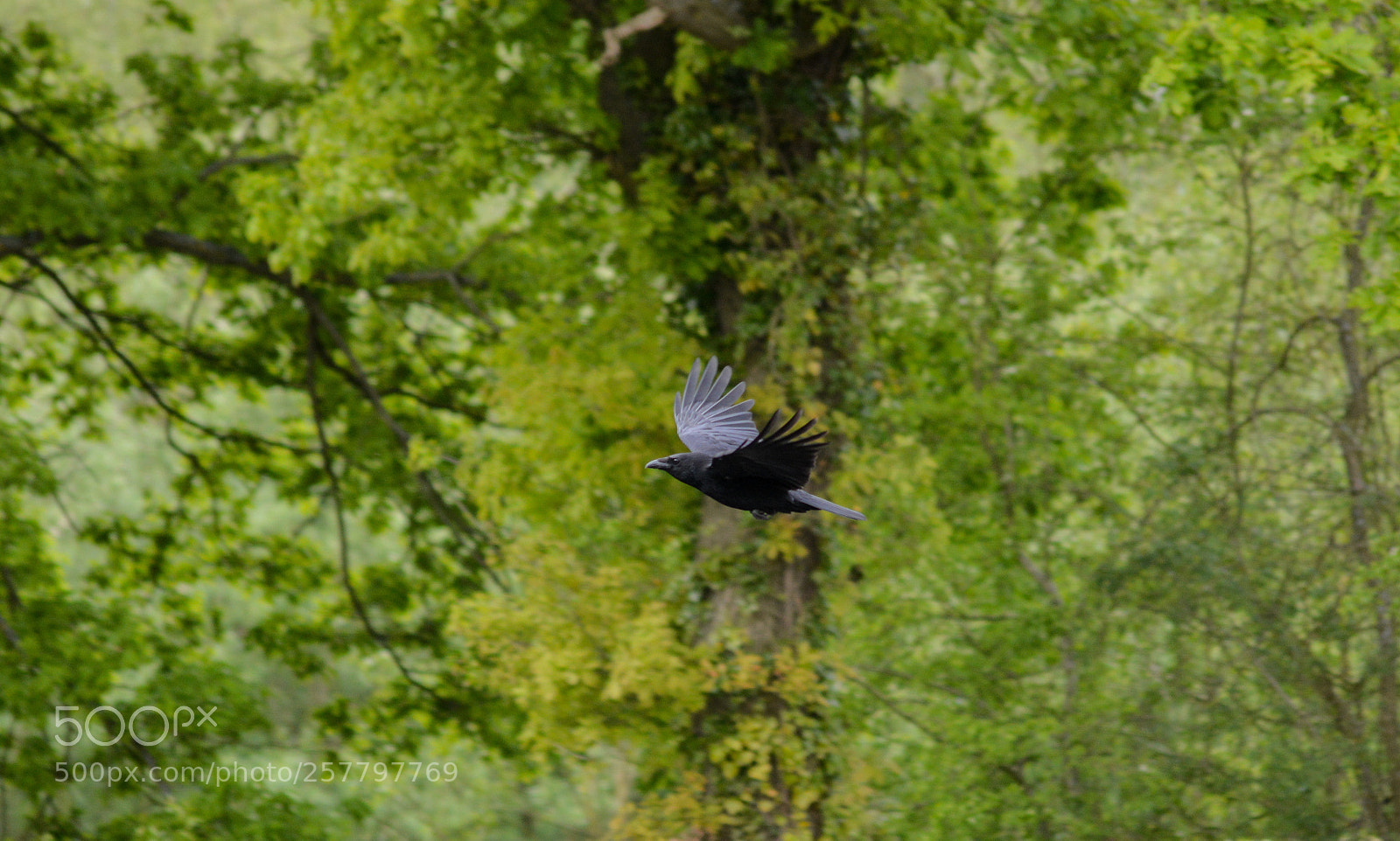 Nikon D3200 sample photo. Carrion crow photography