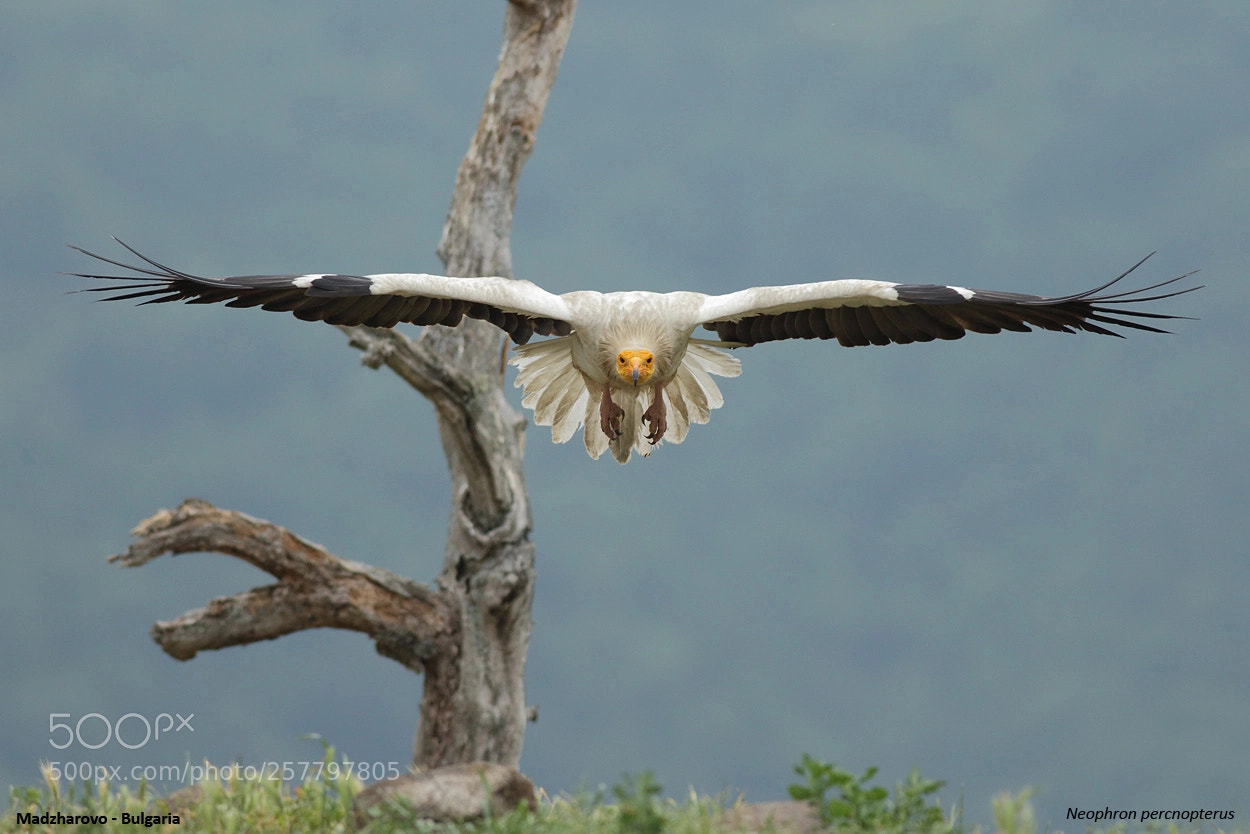 Canon EOS 7D Mark II sample photo. Egiptian vulture approach photography