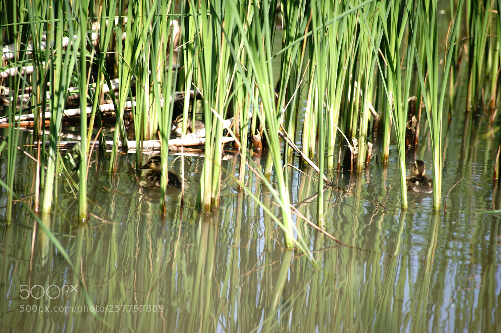 Sony a7 II sample photo. Ducklings between reed grass photography