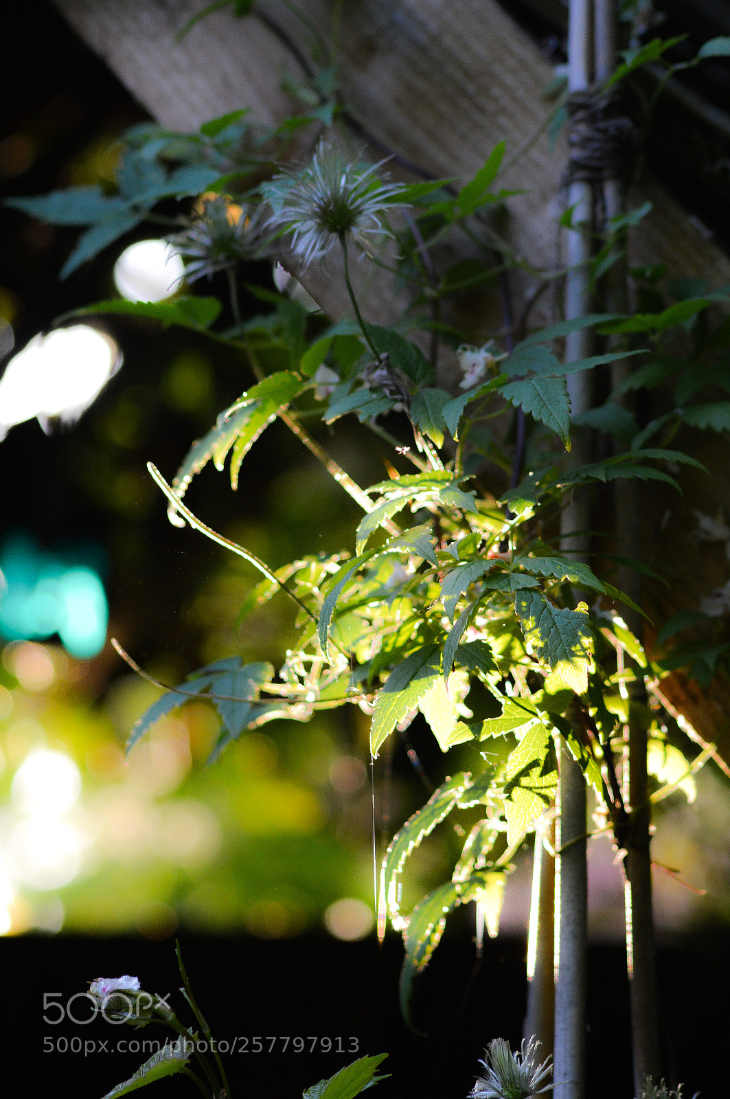 Nikon D3200 sample photo. Clematis in the evening photography