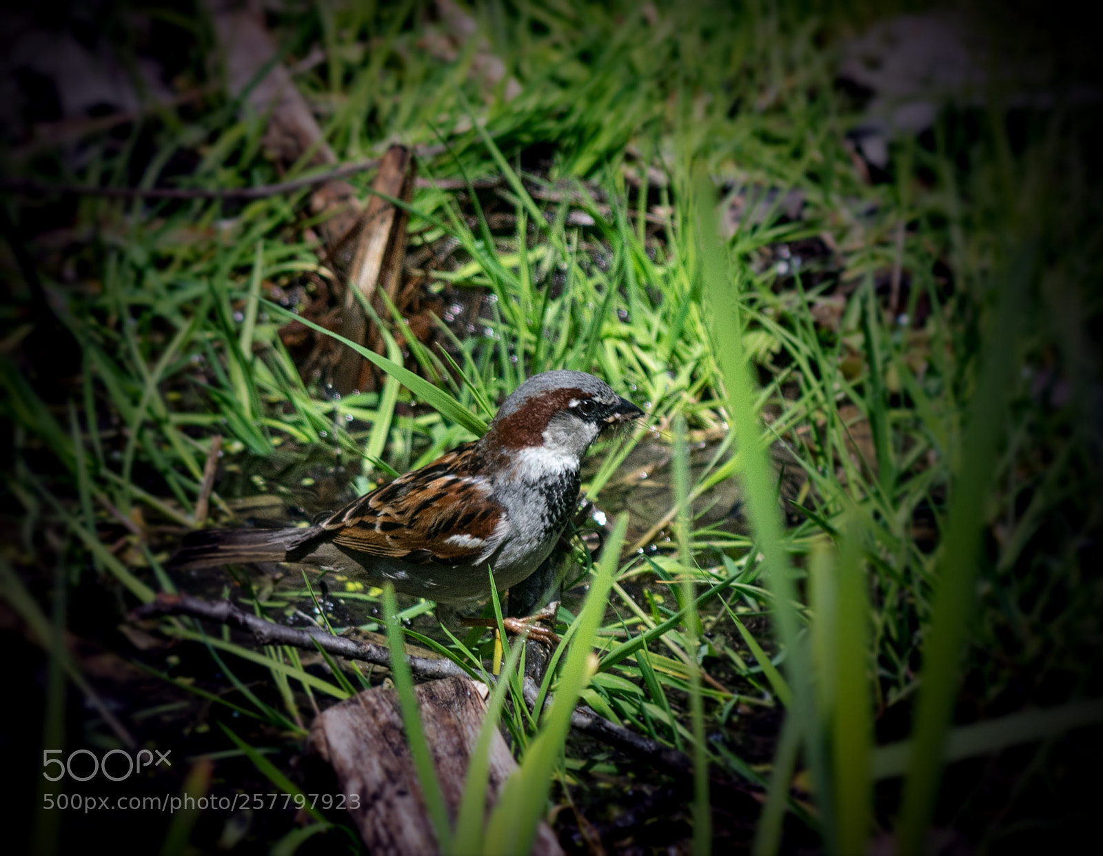 Nikon D3300 sample photo. Hunting in the creek photography