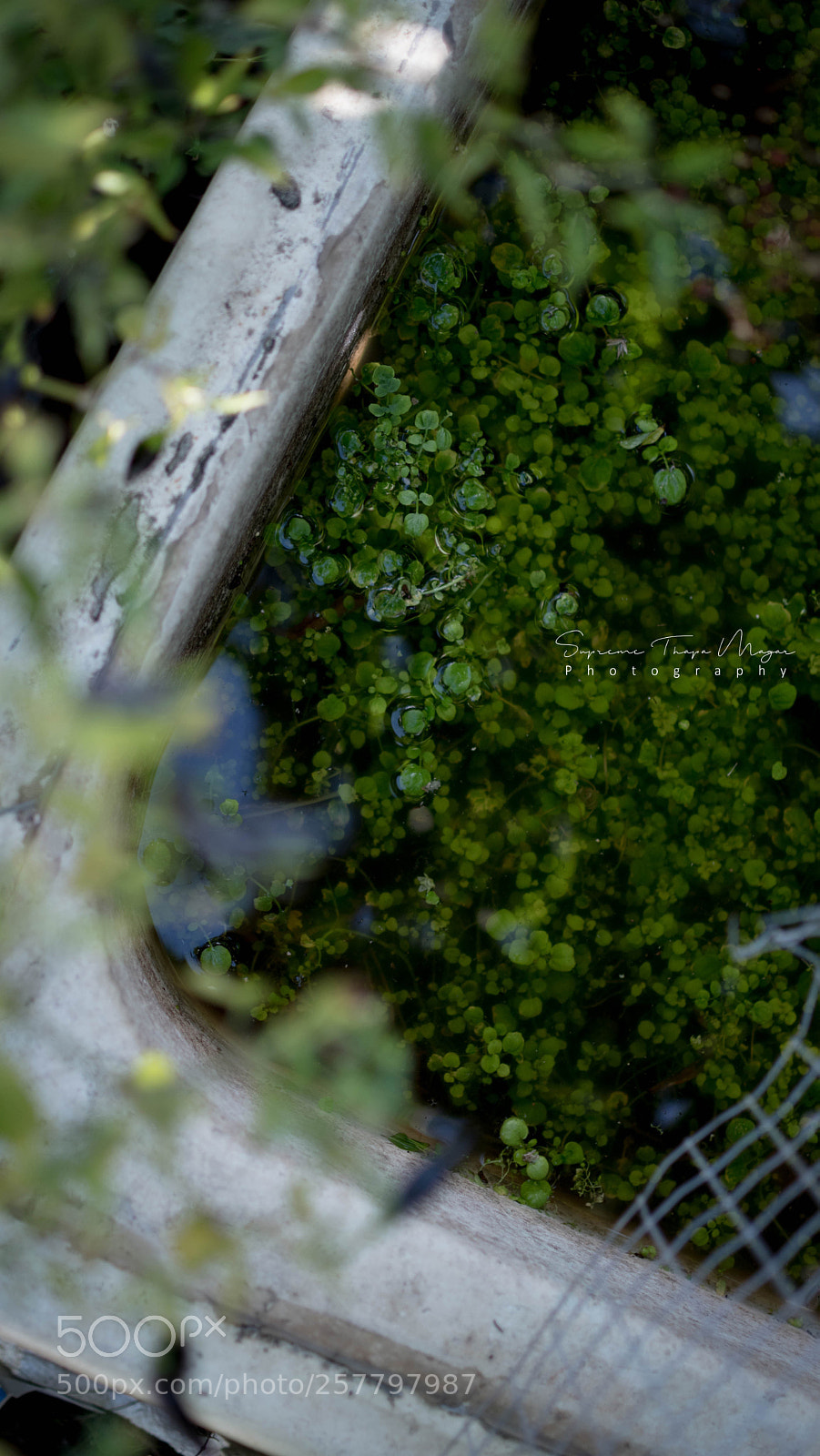 Nikon D5500 sample photo. G r e e photography