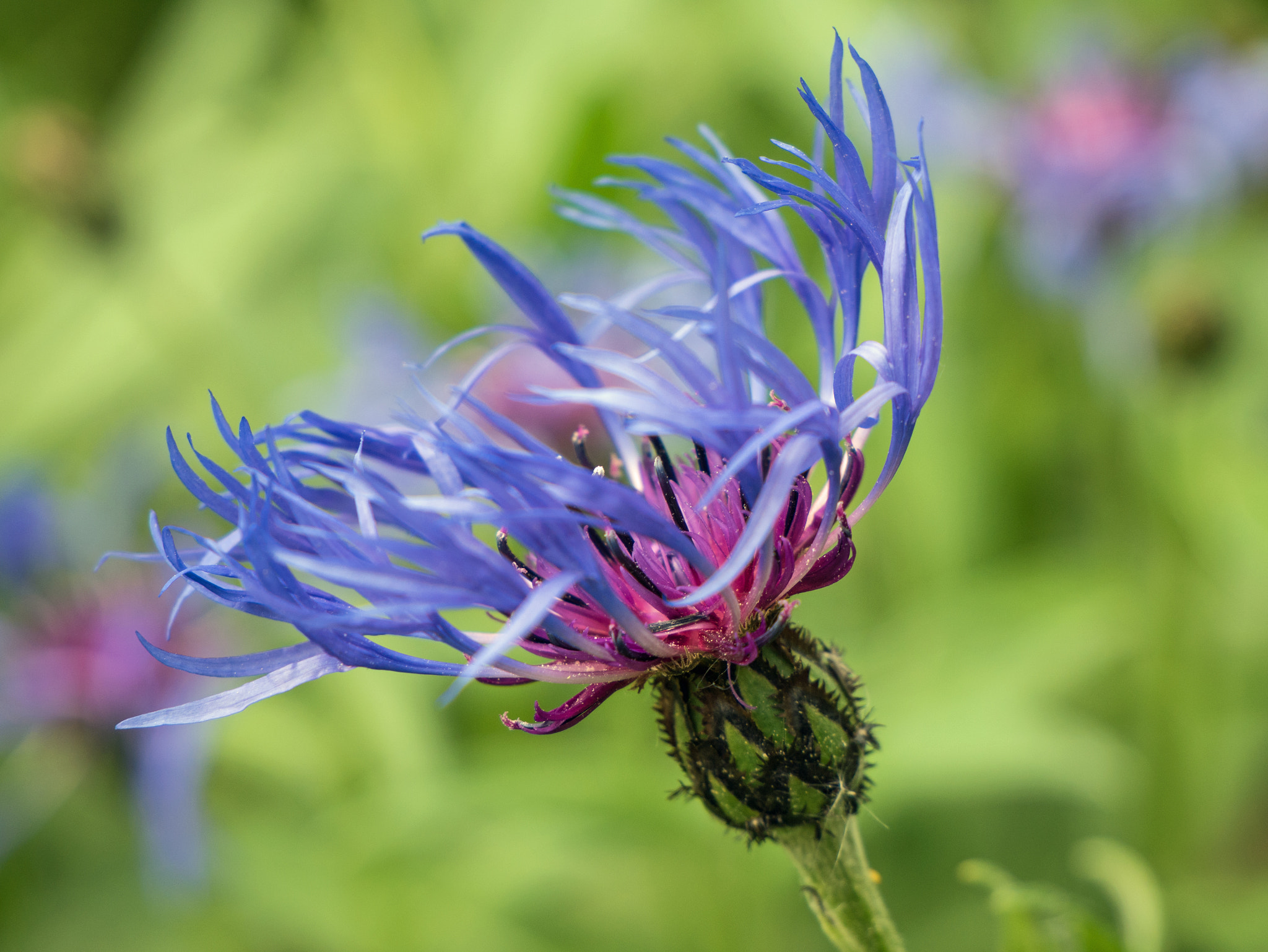 Panasonic DMC-G81 sample photo. Bergflockenblume photography