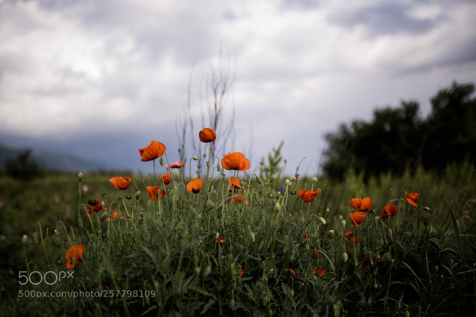 Canon EOS 6D sample photo. Poppy photography