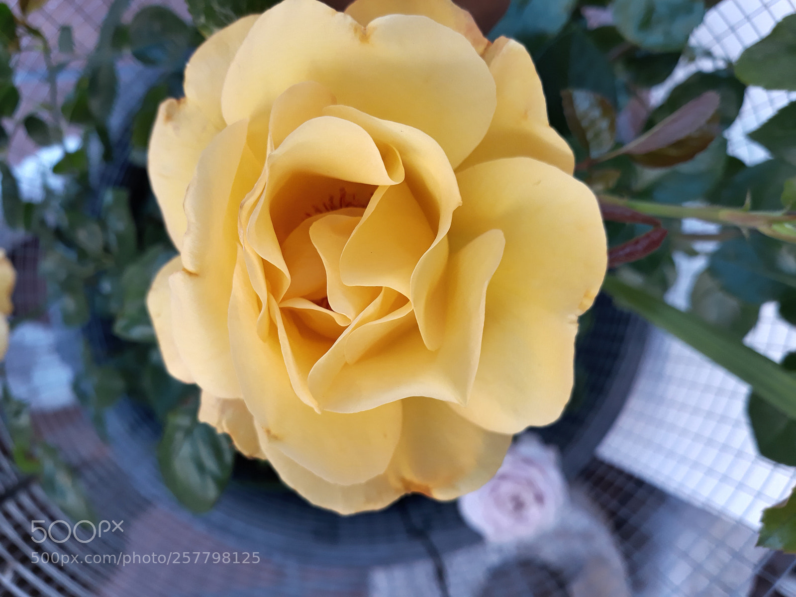 Samsung Galaxy J7 sample photo. Groc photography