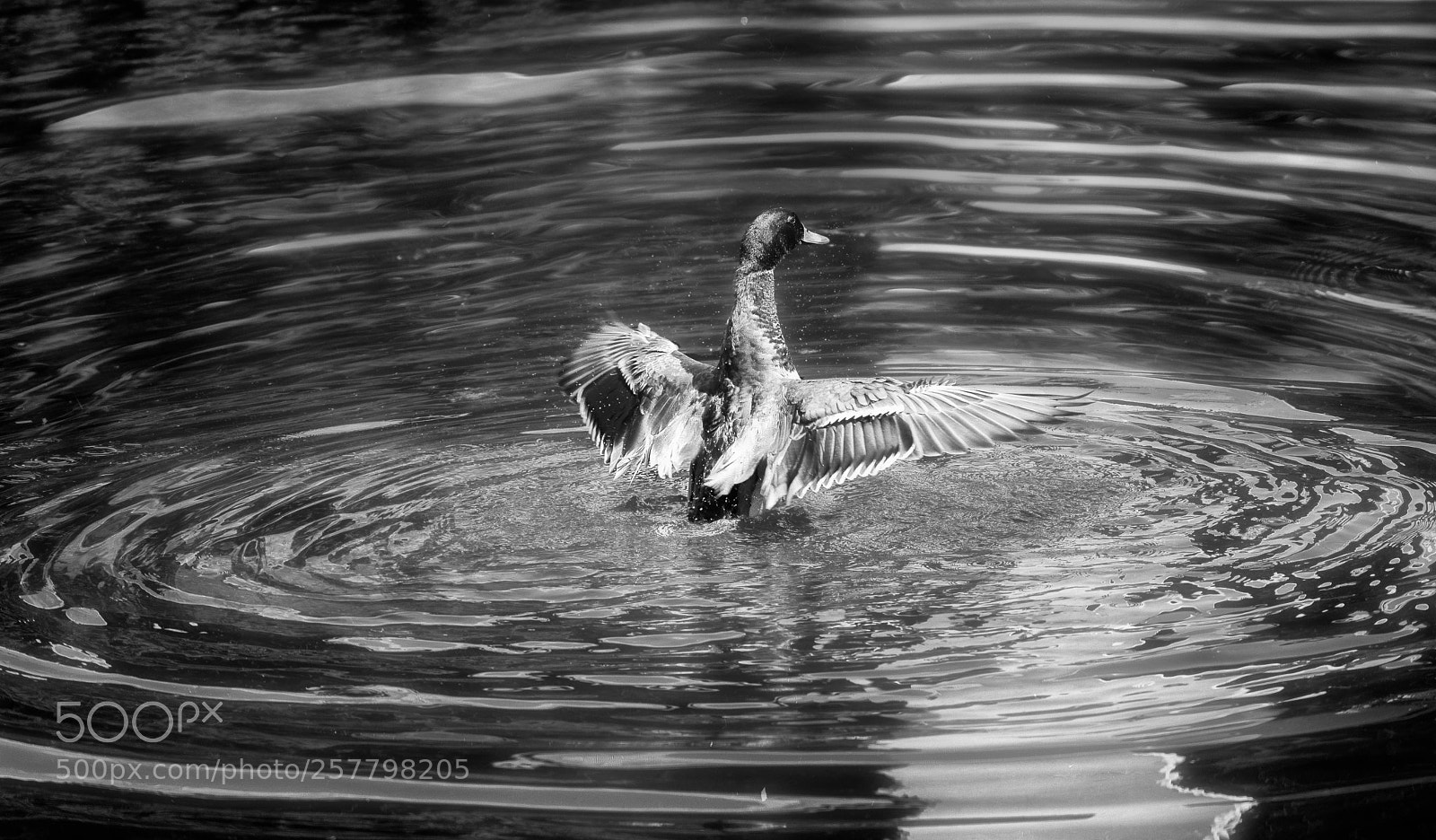 Nikon D5300 sample photo. Duck.. my luck photography