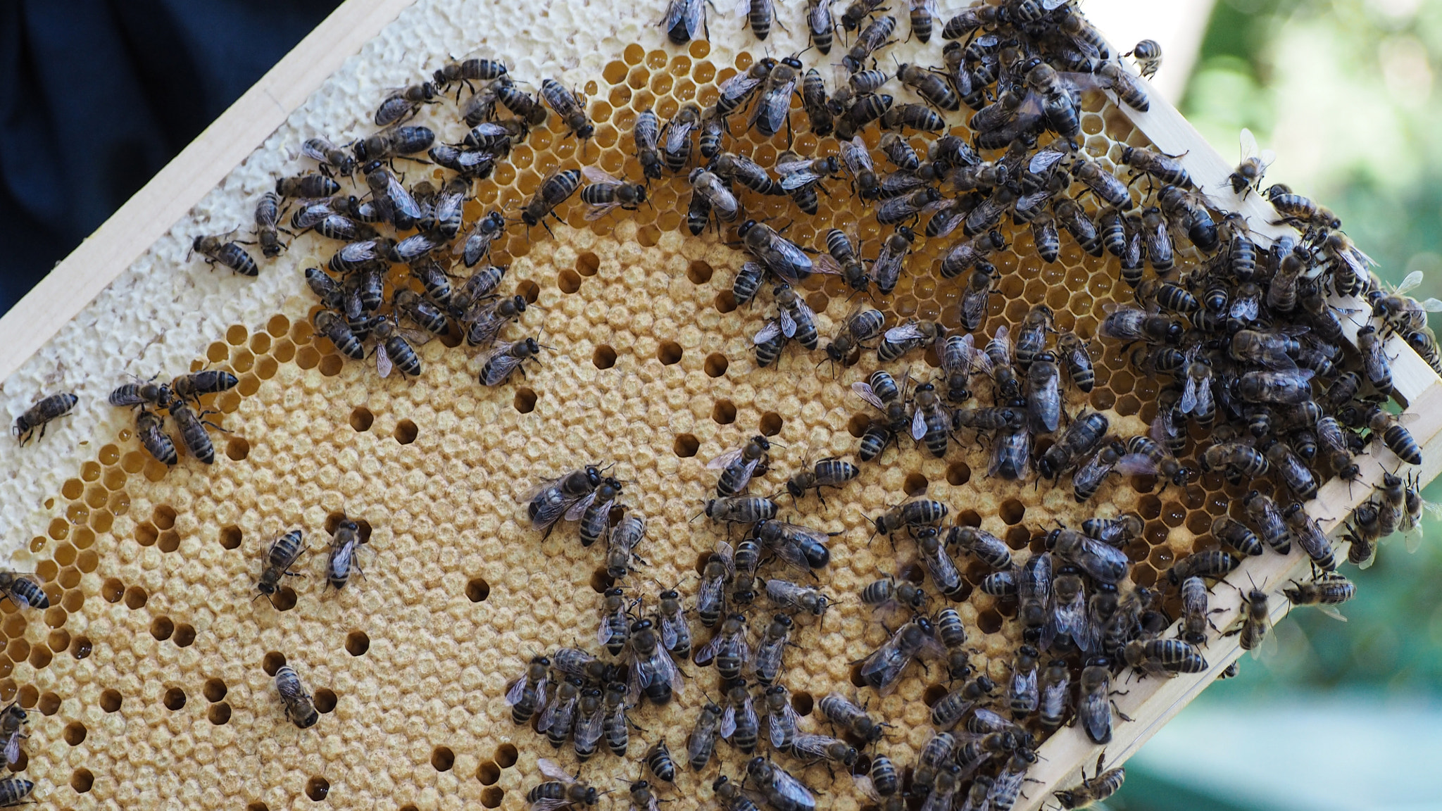 Olympus PEN E-PL7 sample photo. Bee life photography