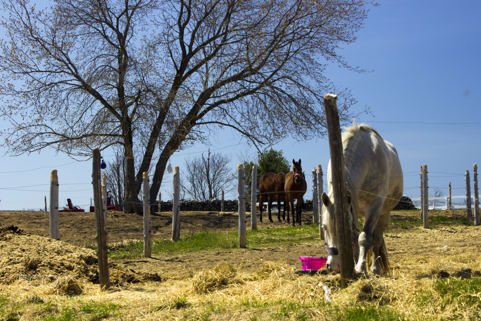 Canon EOS 600D (Rebel EOS T3i / EOS Kiss X5) sample photo. Grazing horses photography