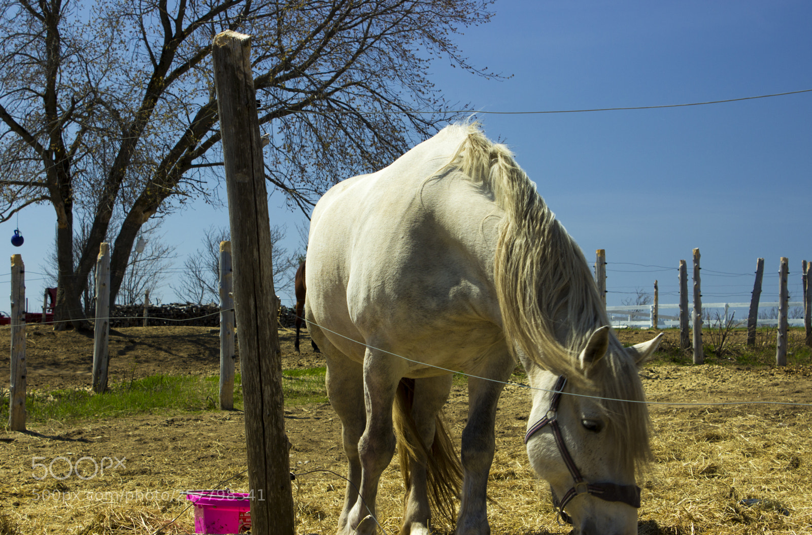 Canon EOS 600D (Rebel EOS T3i / EOS Kiss X5) sample photo. Happy horse photography