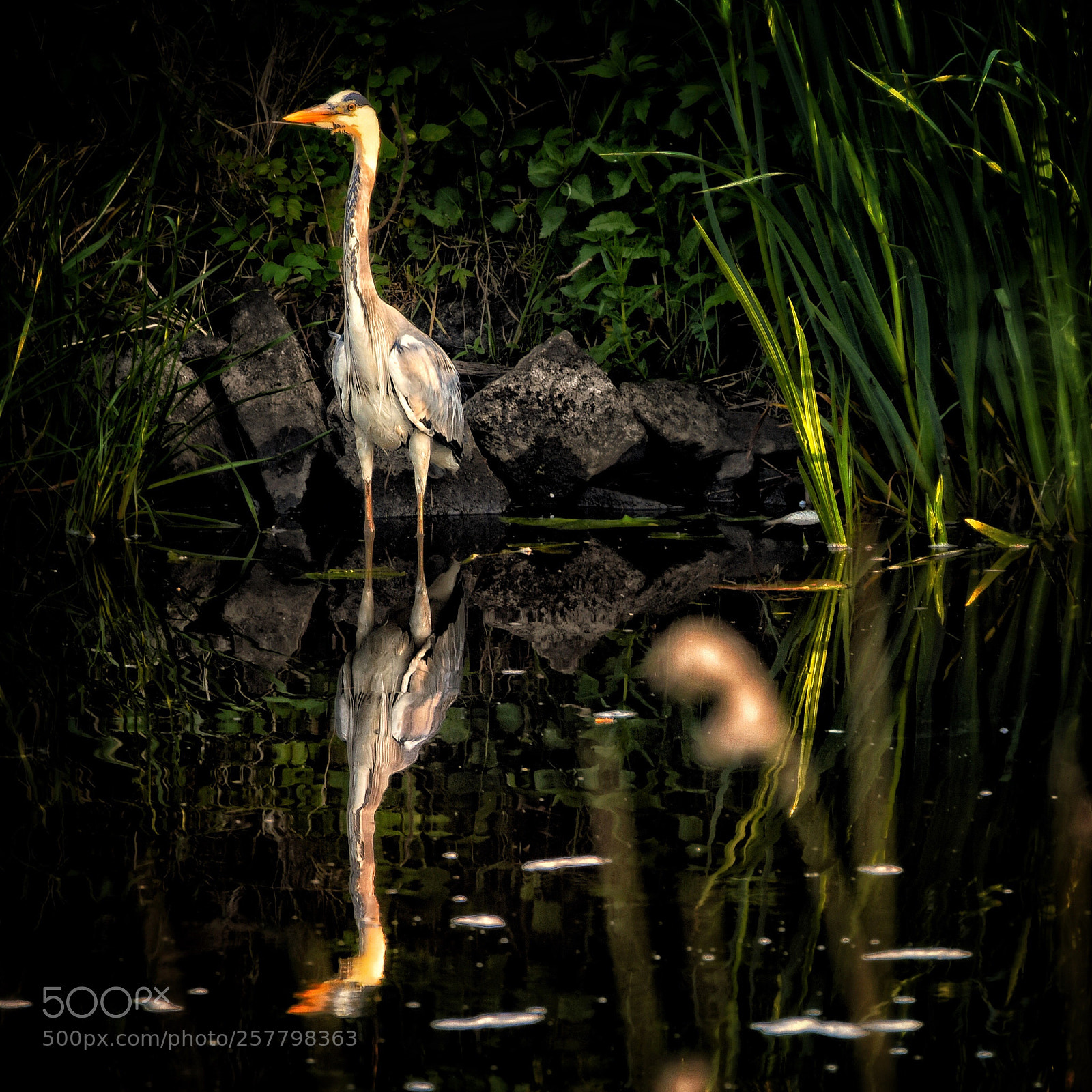 Nikon D750 sample photo. Heron  photography