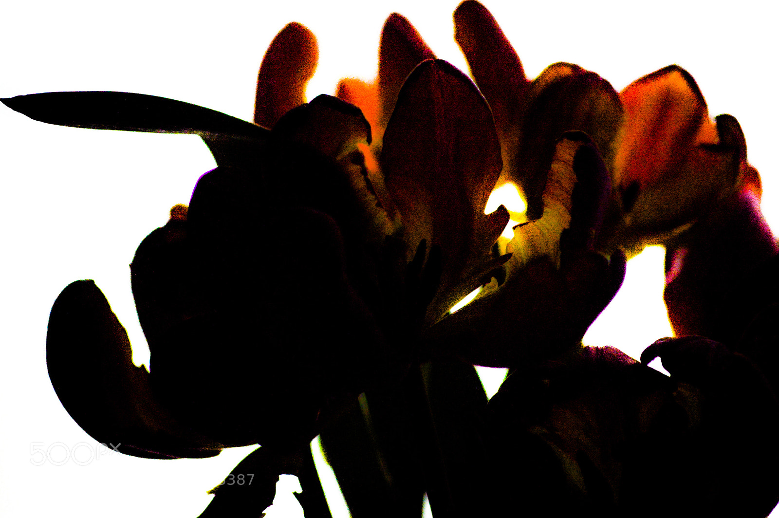 Nikon D3200 sample photo. Fading tulips photography