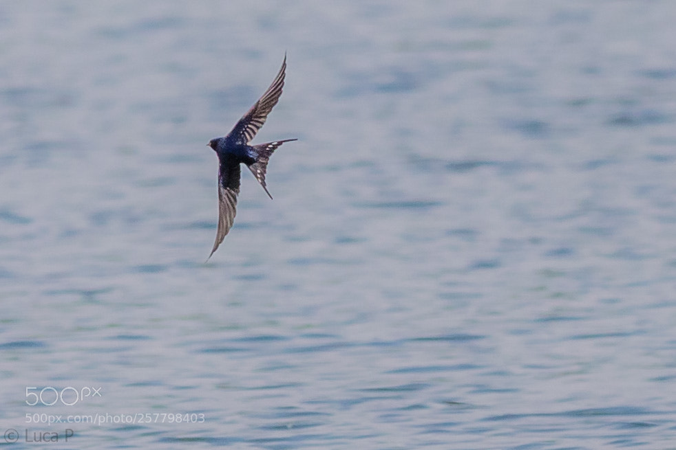 Canon EOS 6D sample photo. Swallow photography