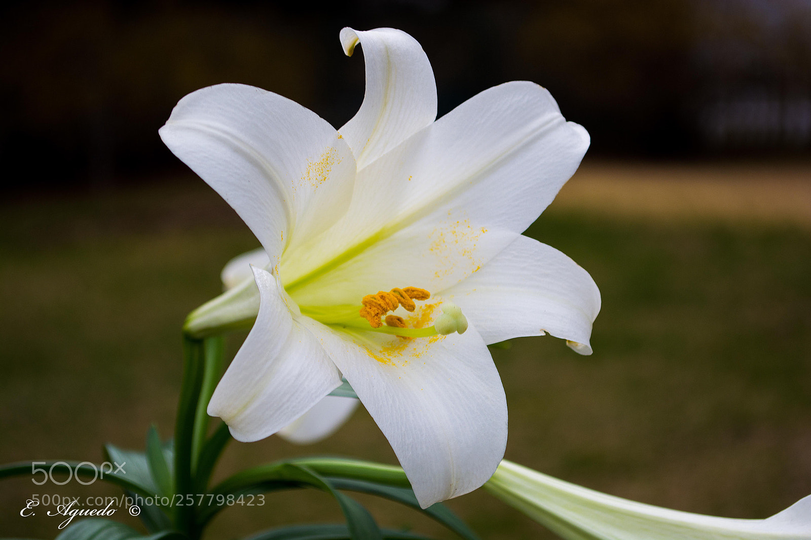 Nikon D5200 sample photo. Lily photography