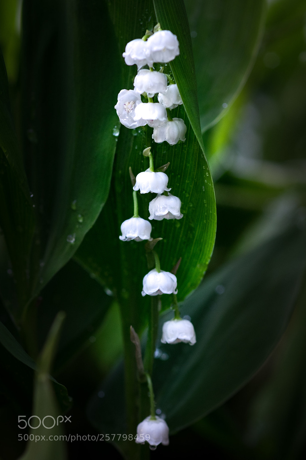 Fujifilm X-T1 sample photo. White hanging bells photography