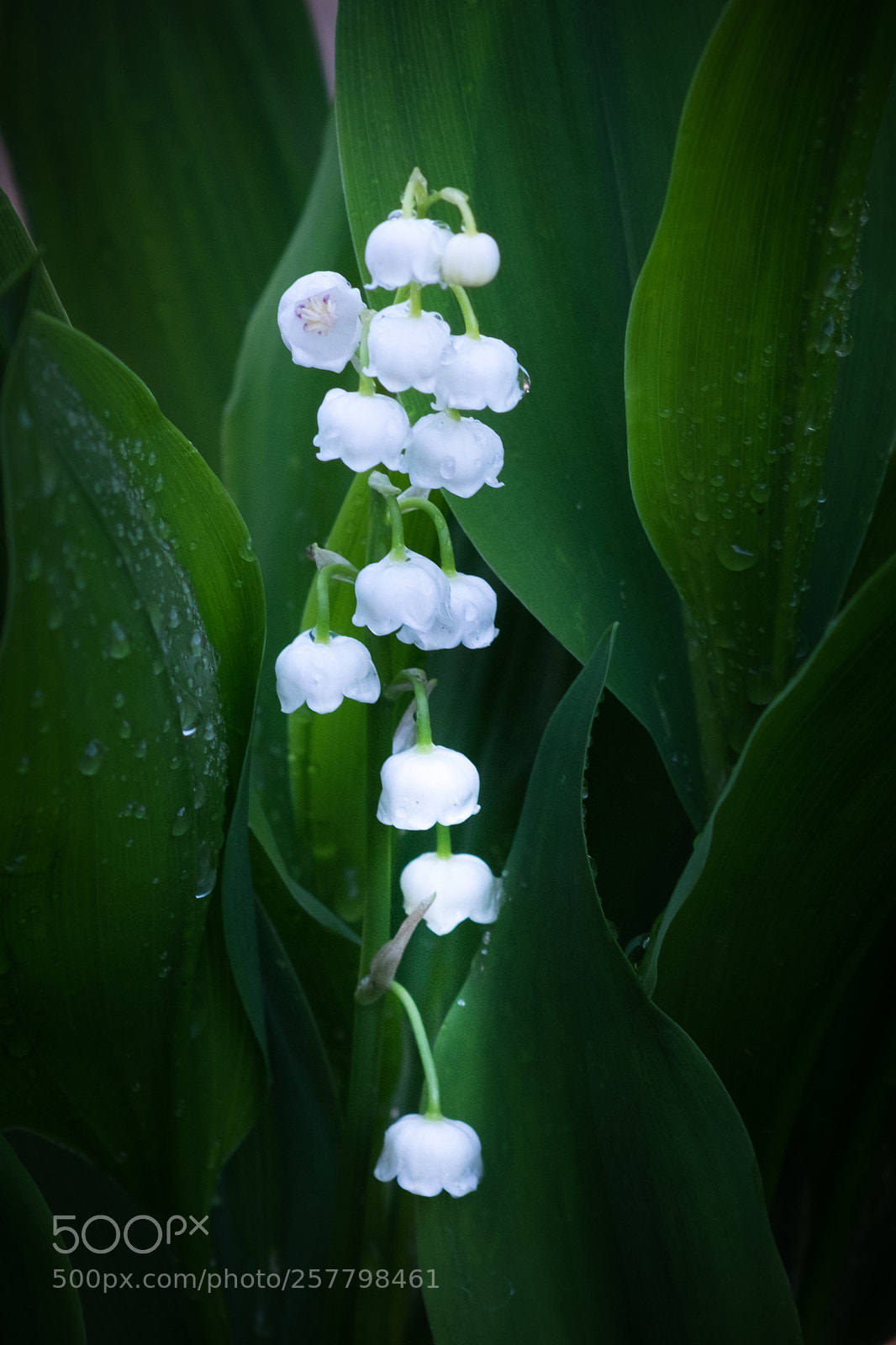 Fujifilm X-T1 sample photo. Lily of the valley photography