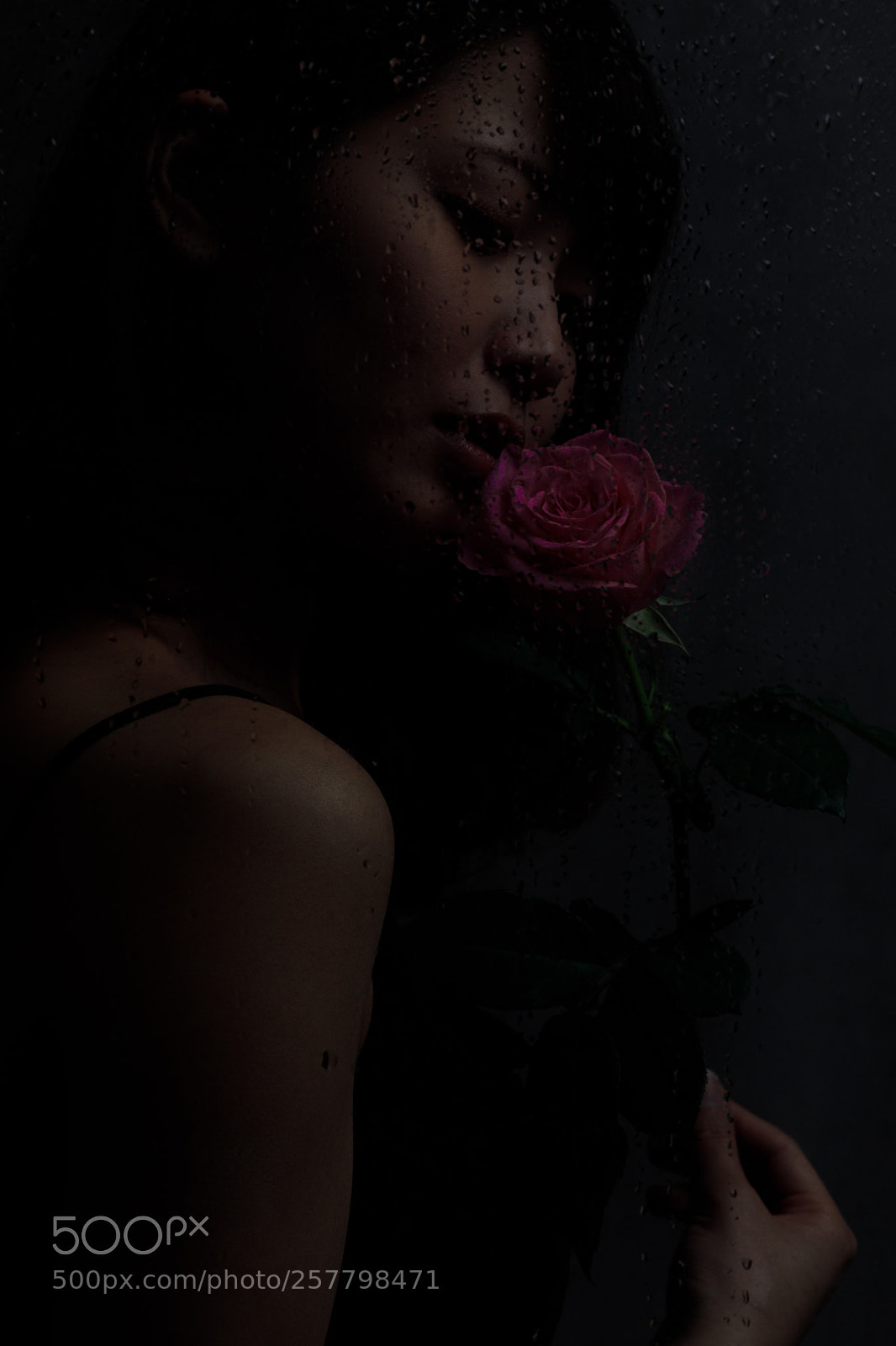 Canon EOS 5D Mark IV sample photo. Rose photography