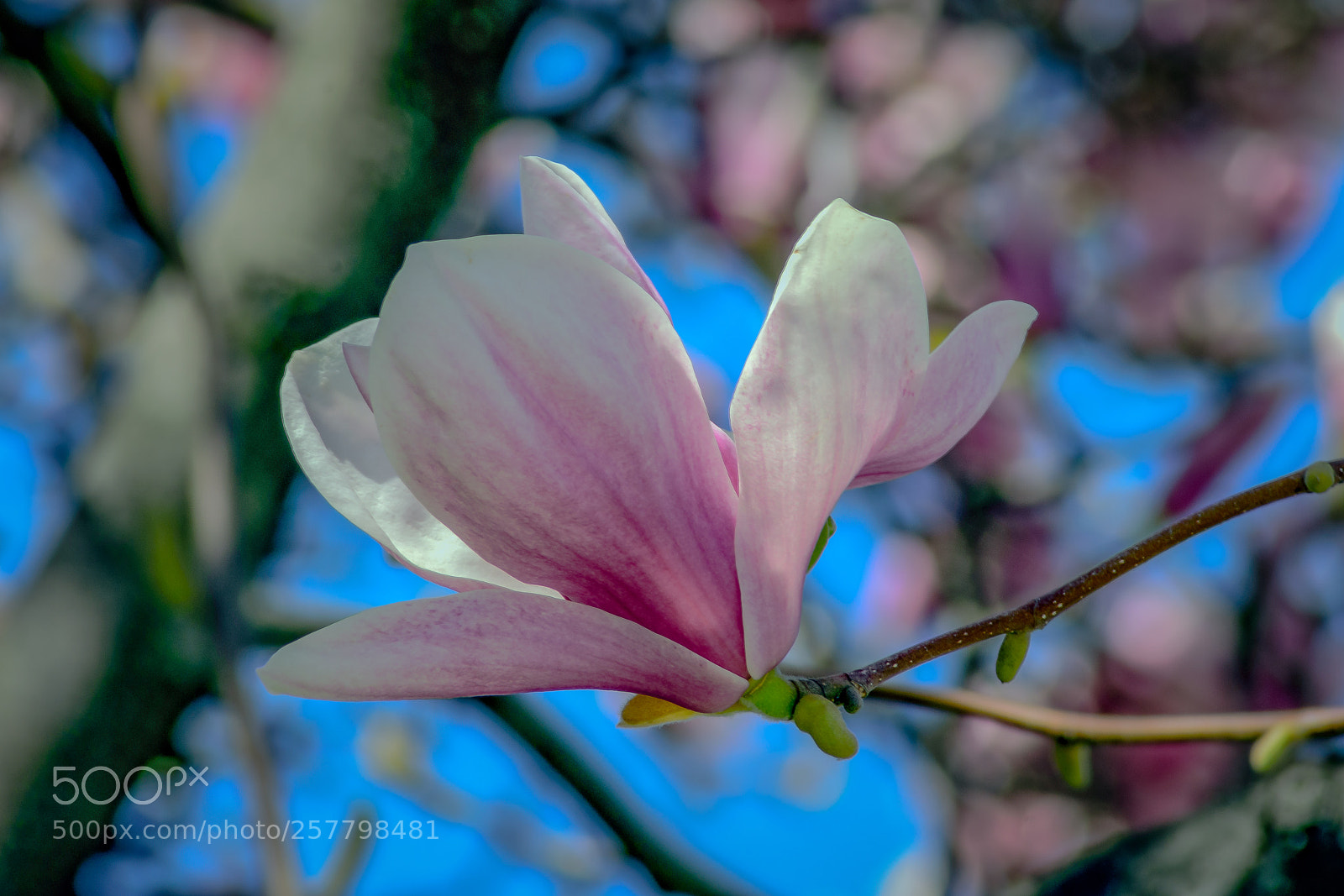 Nikon D3400 sample photo. Magnolia photography