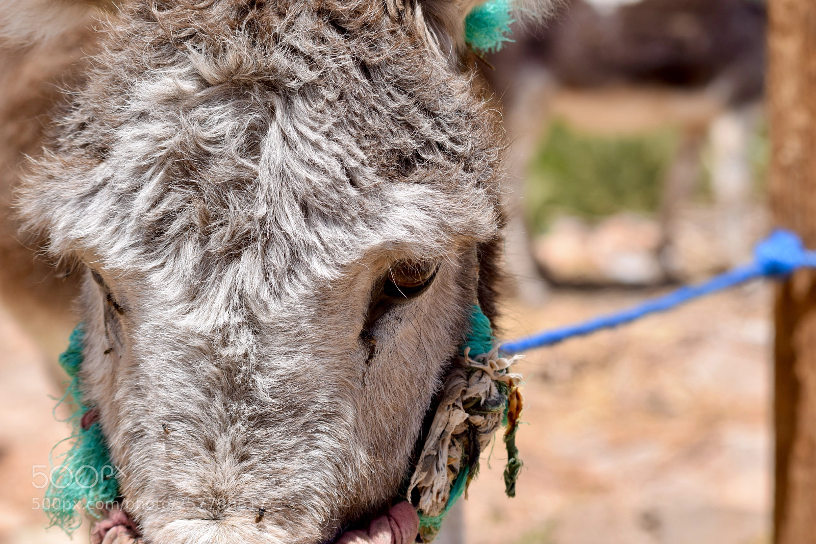 Nikon D3300 sample photo. Donkey is watching photography