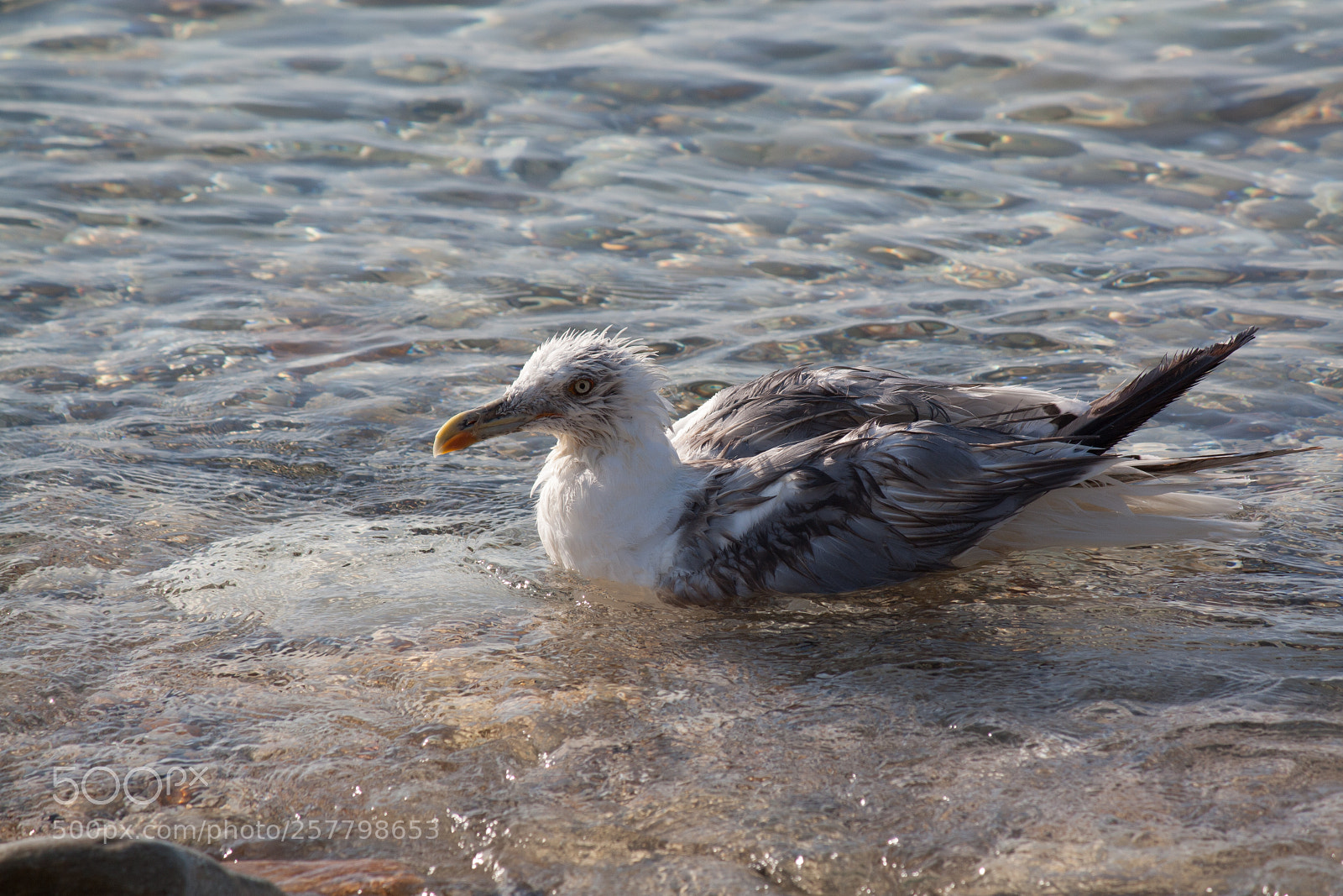 Canon EOS 450D (EOS Rebel XSi / EOS Kiss X2) sample photo. Seagull in the sea photography