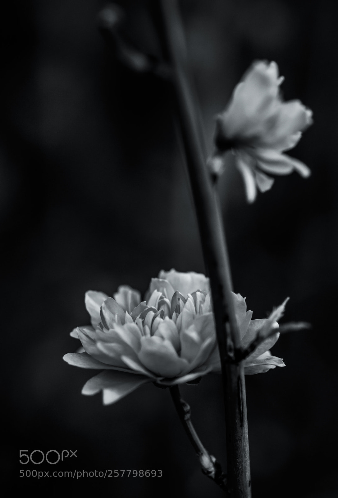 Nikon D7100 sample photo. Revival photography