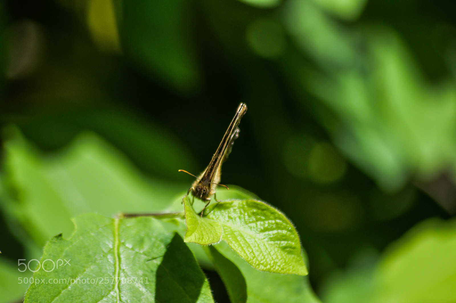 Nikon D3200 sample photo. Speckled wood parage aegeria photography