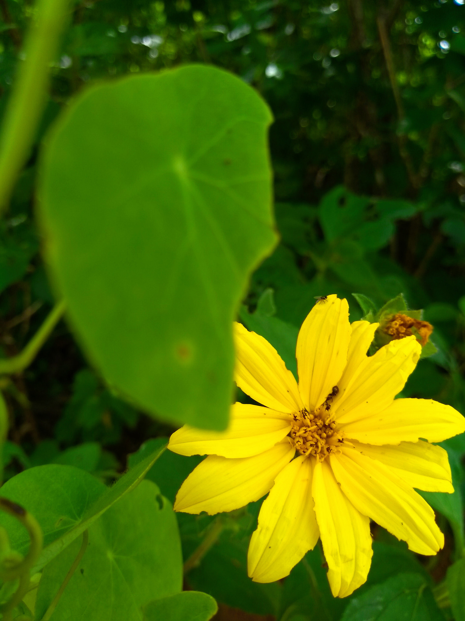 Motorola Moto G (5S) sample photo