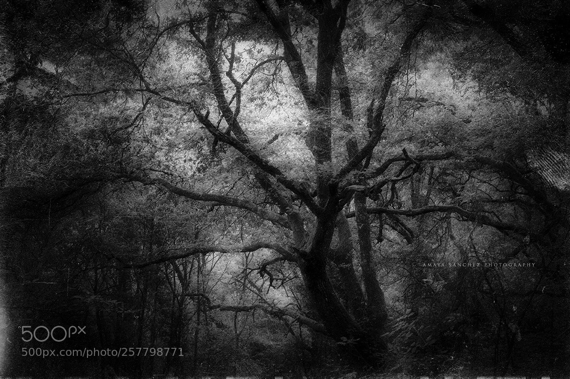 Nikon D3200 sample photo. Ancient forest photography