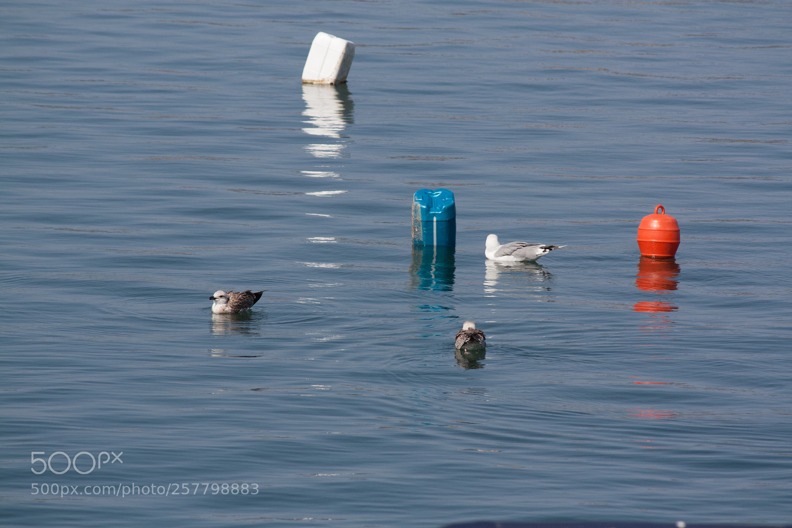 Canon EOS 450D (EOS Rebel XSi / EOS Kiss X2) sample photo. Gulls in the sea photography