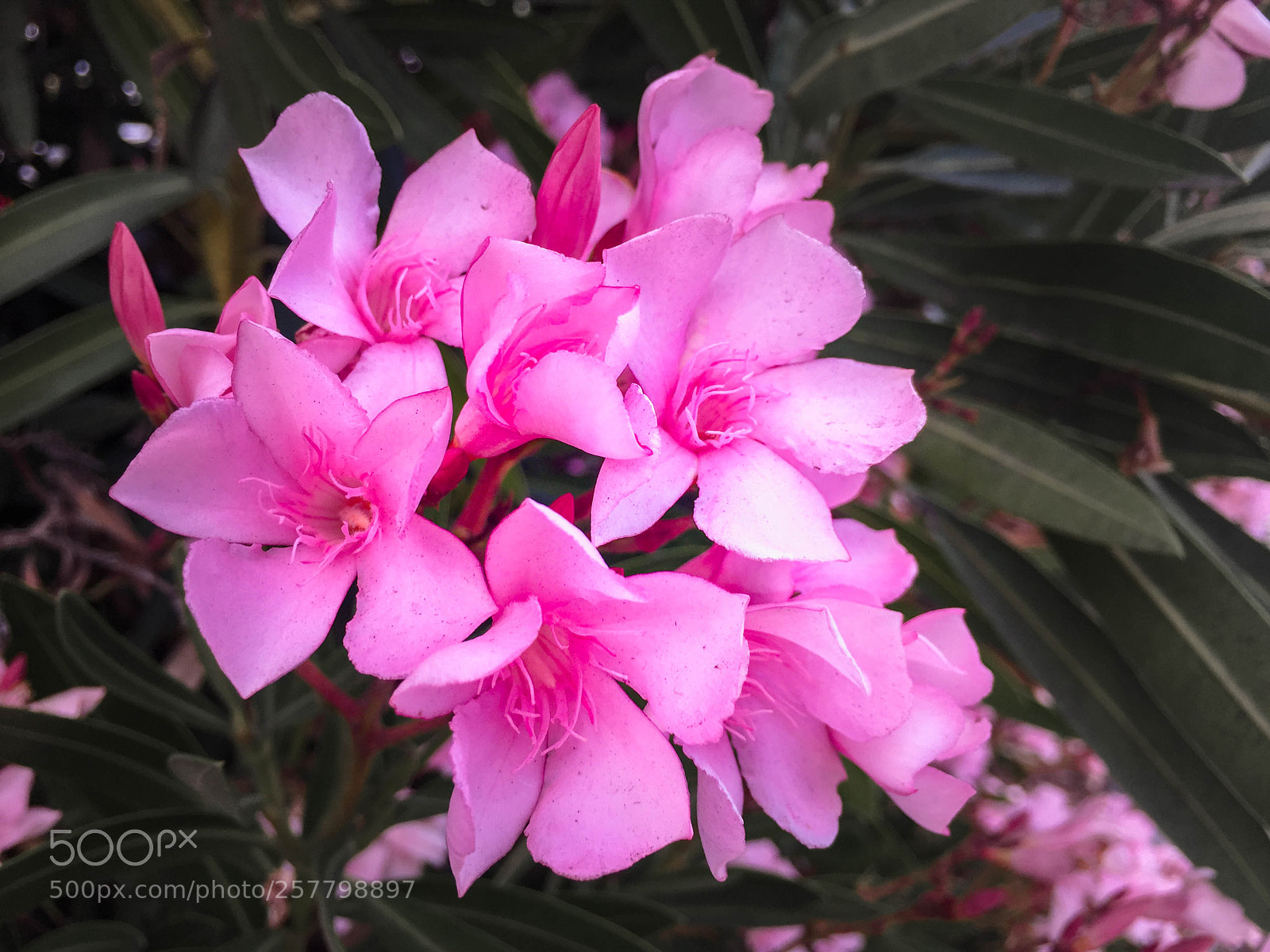 Apple iPhone 6 sample photo. Img_0905-2.jpg photography