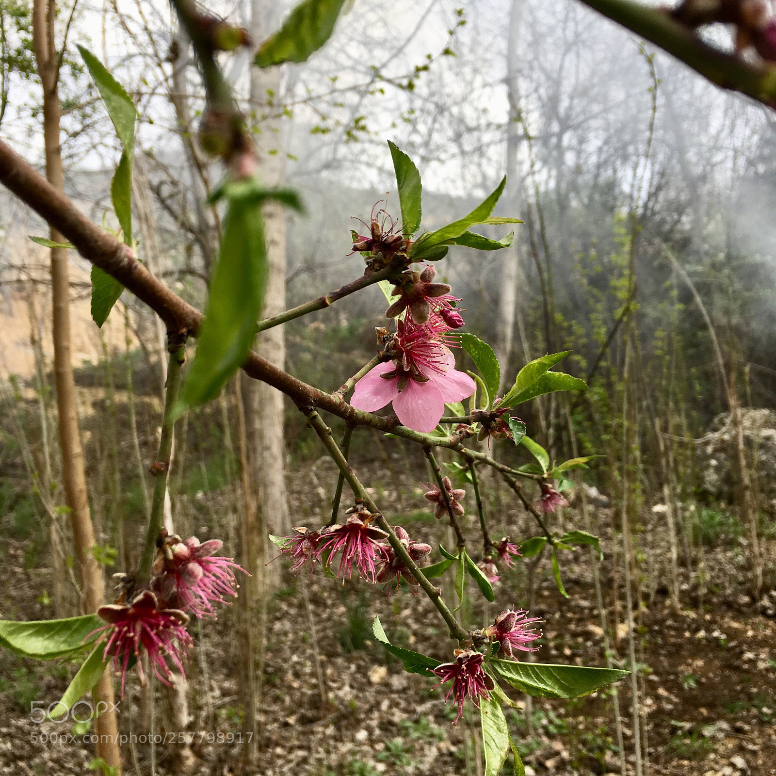 Apple iPhone 6s Plus sample photo. Untitled photography