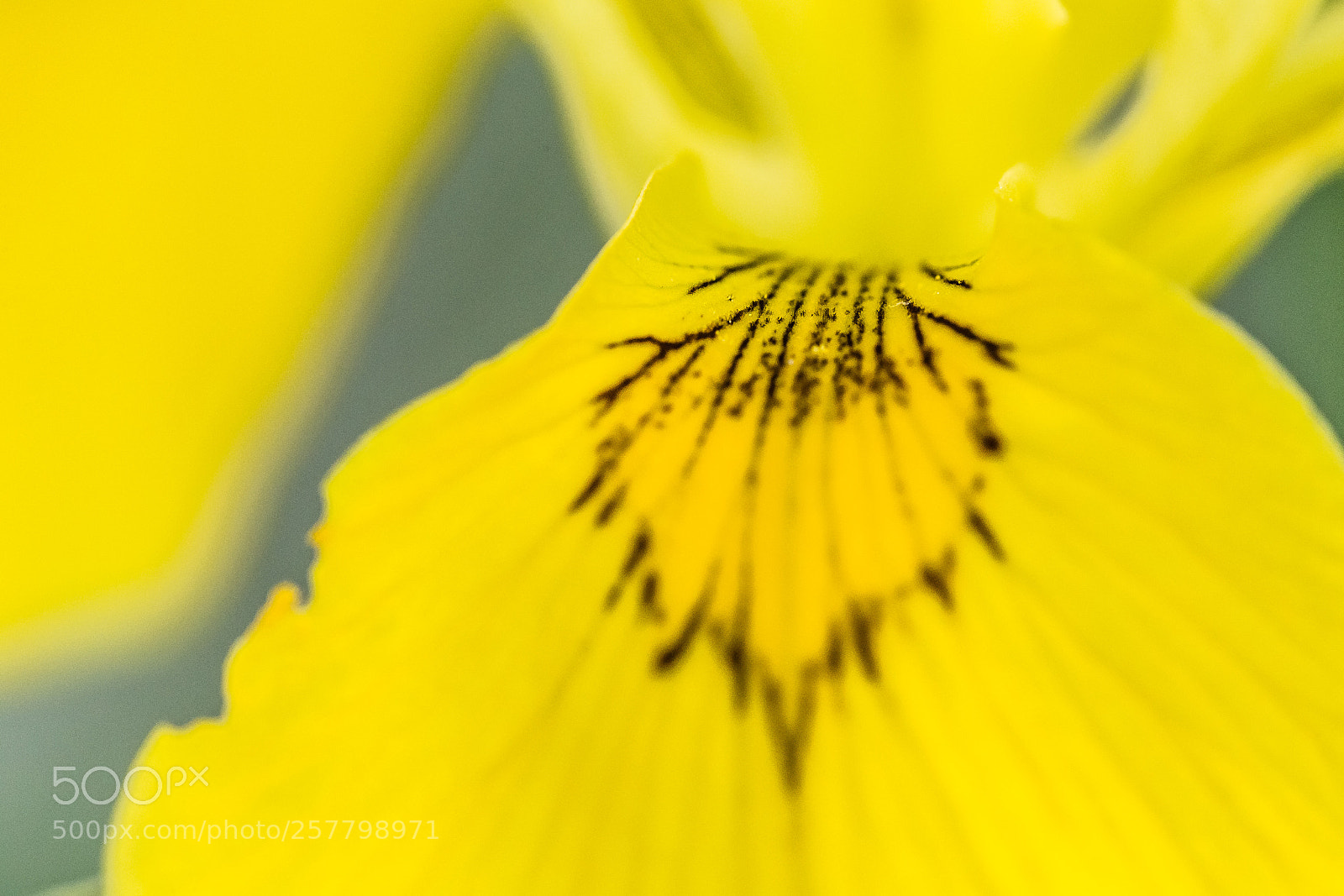 Canon EOS 6D sample photo. Flower photography